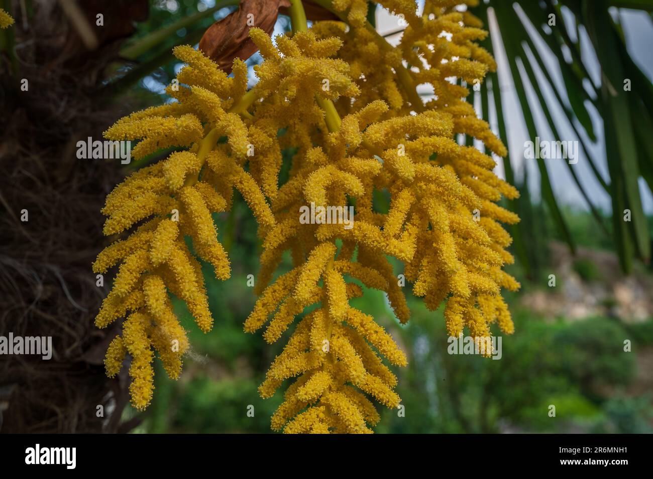 Trachycarpus fortunei. La fleur jaune du palmier de chanvre chinois. Il s'agit d'une inflorescence composée de nombreuses fleurs simples. Le CoB est multi-ramifié A. Banque D'Images