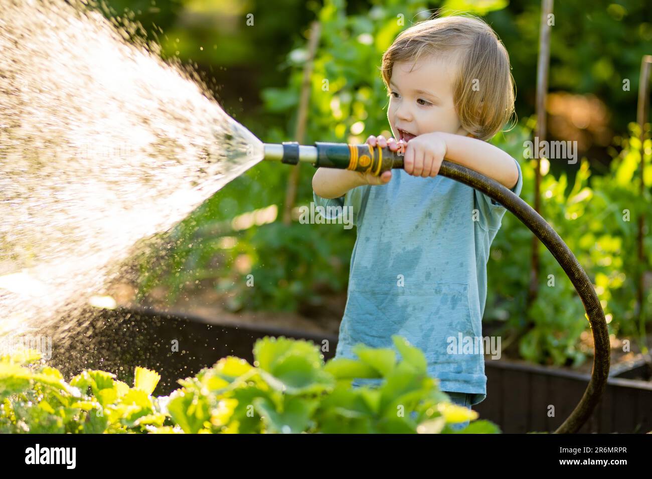 Un adorable tout-petit garçon arrosoir les parterres de fleurs dans le  jardin le jour de l'été. Enfant utilisant le tuyau d'arrosage pour arroser  les légumes. Enfant aidant avec les tâches quotidiennes. Momm