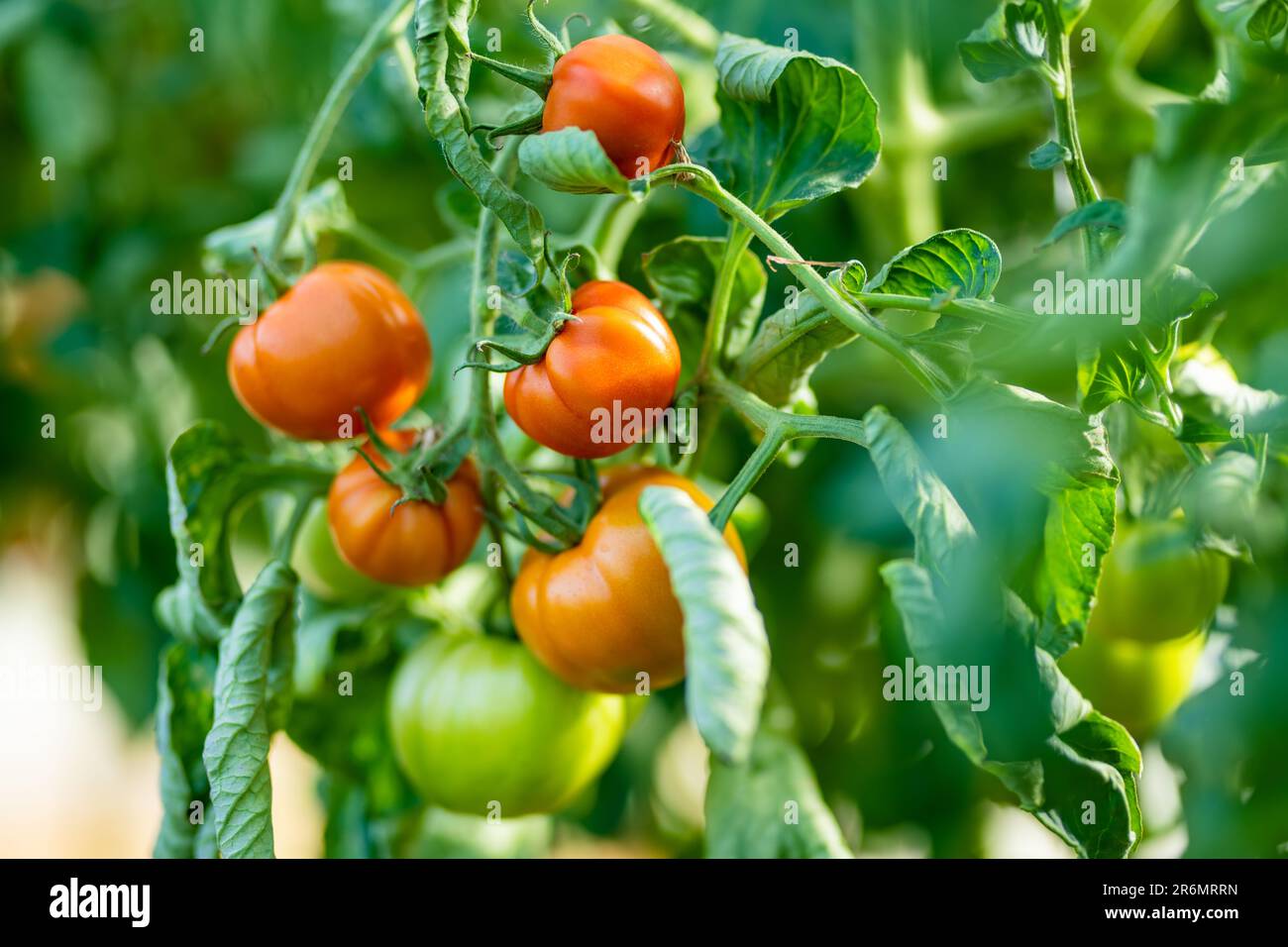 Panneau Décoratif "Tomates Fraîches De Ferme" - Style Rustique - Aluminium - Neuf - Chico Creek Signs