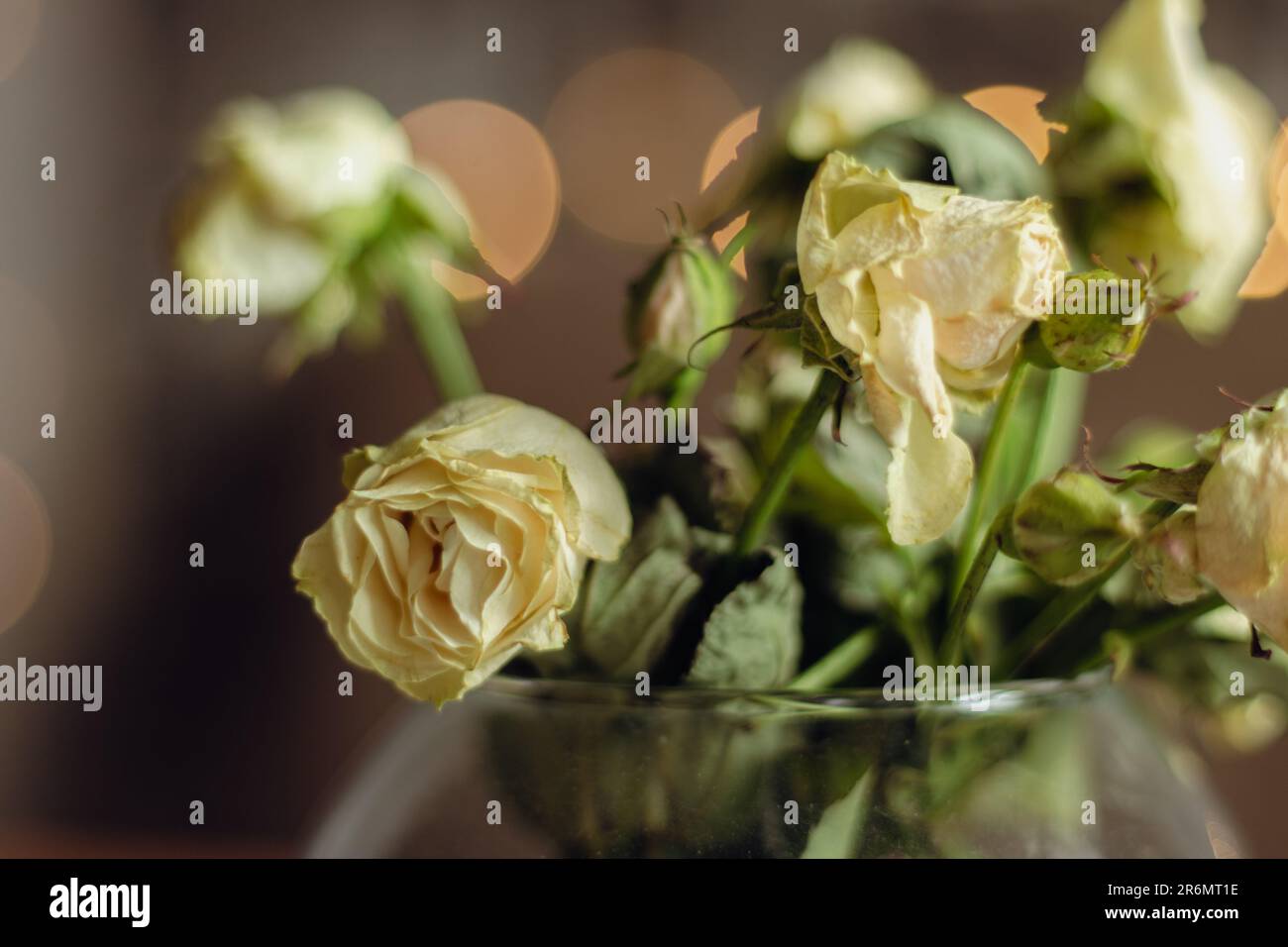 Bouquet de roses miniatures altérées. Petites roses séchées dans un vase. Fleurs blanches de gros plan. Concept de flétrissement. Concept de joint. Concept d'amour triste. Banque D'Images