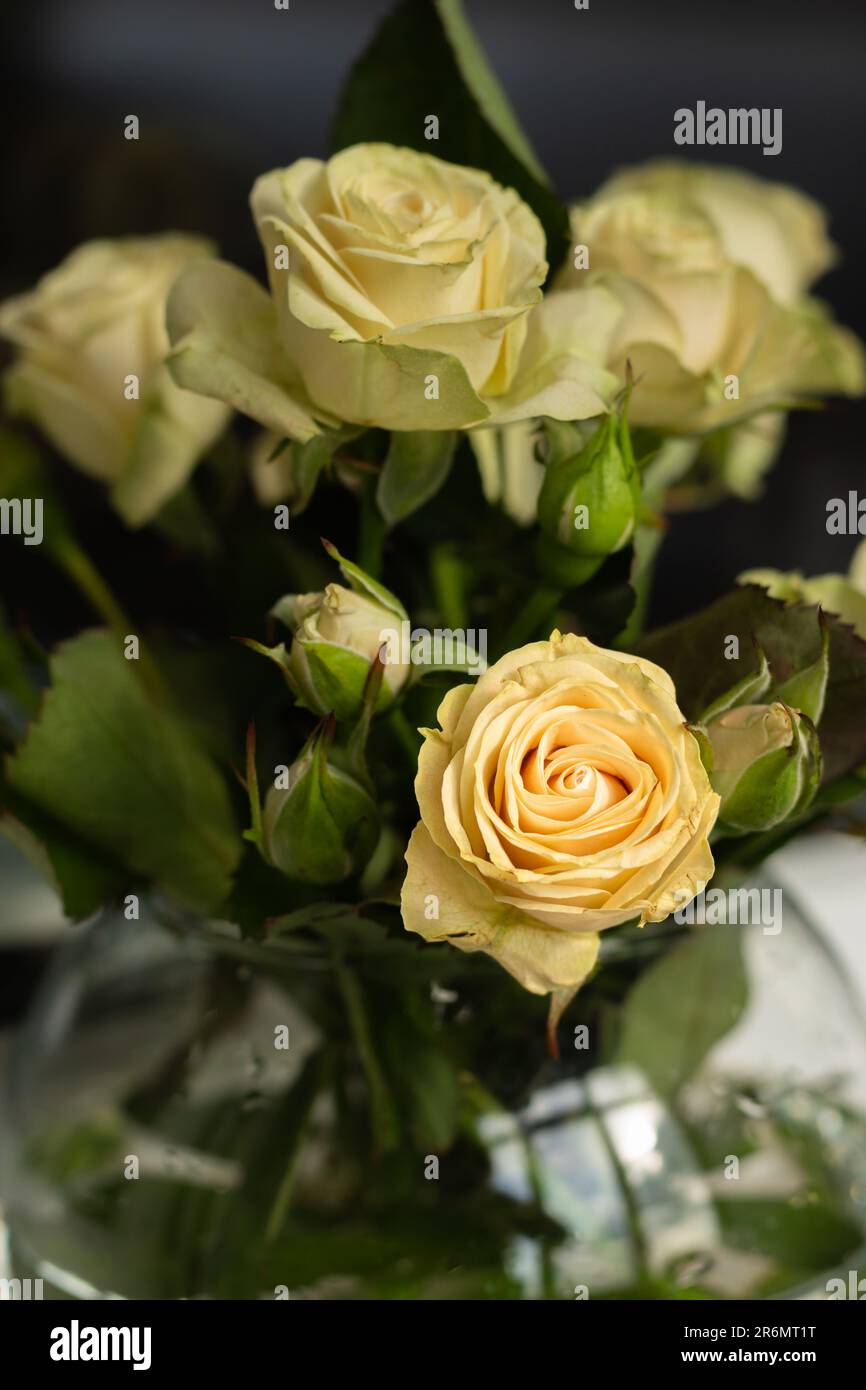 Bouquet de roses miniatures. Bouquet de petites roses. Fleurs blanches de gros plan. Concept romantique. Cadeau pour la Saint Valentin. Concept d'amour pur. Banque D'Images