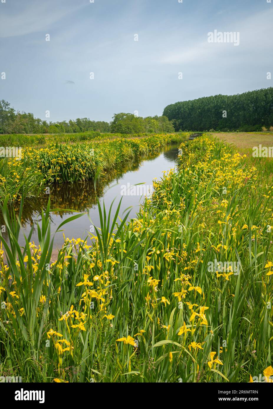 Paysage idyllique dans la campagne hollandaise avec des fleurs d'iris jaunes au bord de l'eau Banque D'Images