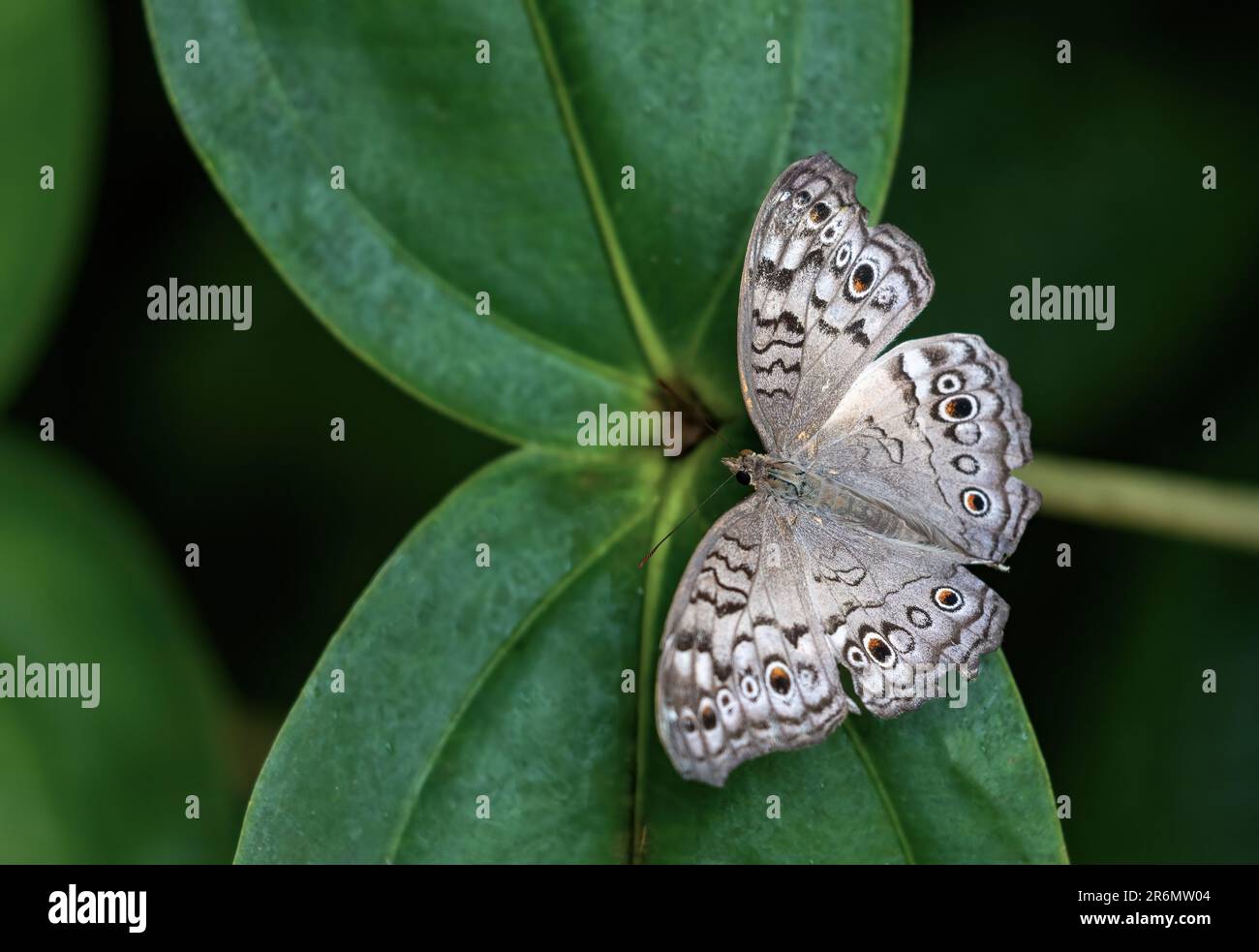 Le papillon gris (Junonia atlites) repose sur une plante verte avec des ailes ouvertes. Horizontalement. Banque D'Images