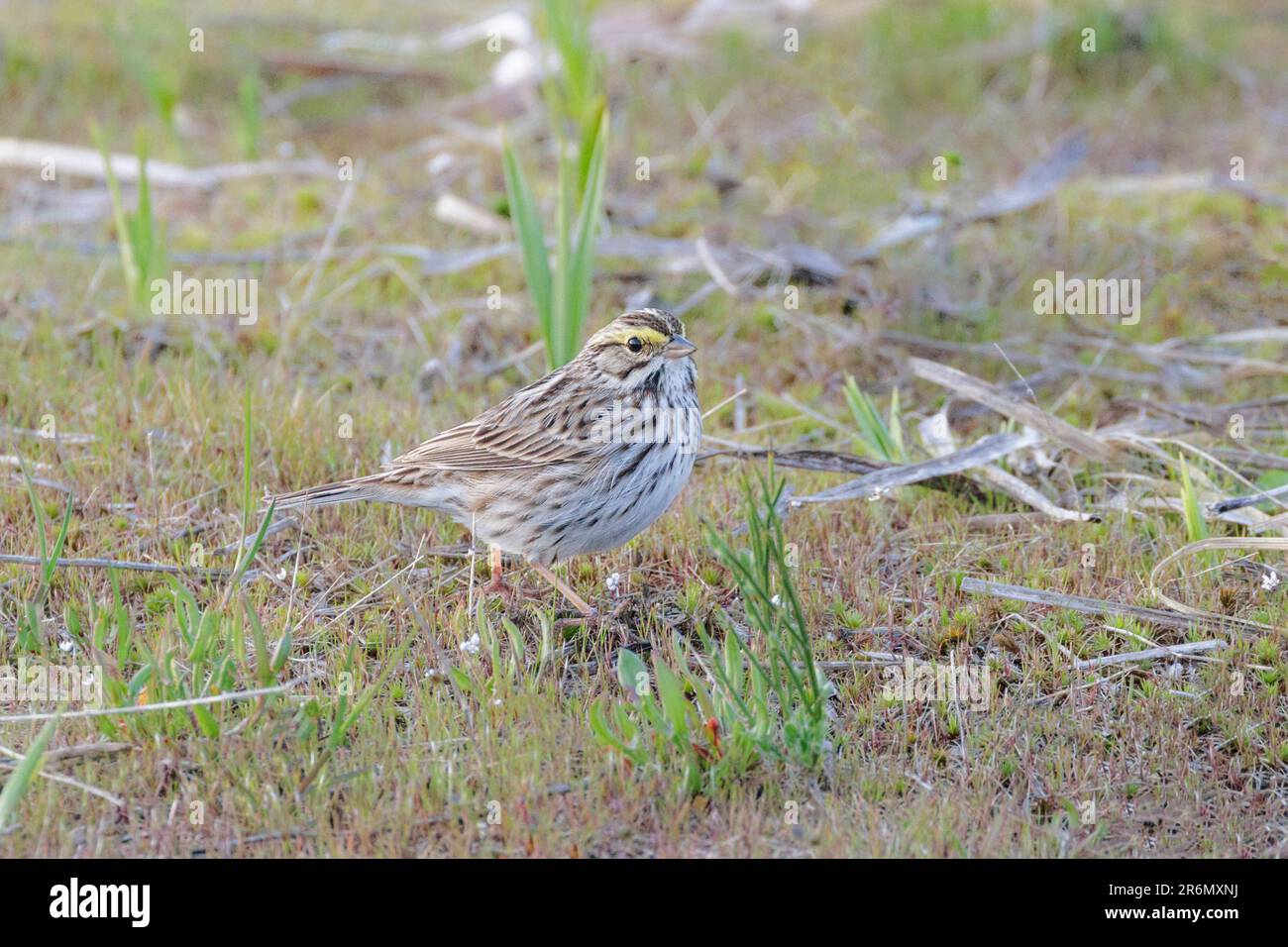 Oiseau de sparrow de Savannah à Vancouver, C.-B., Canada Banque D'Images