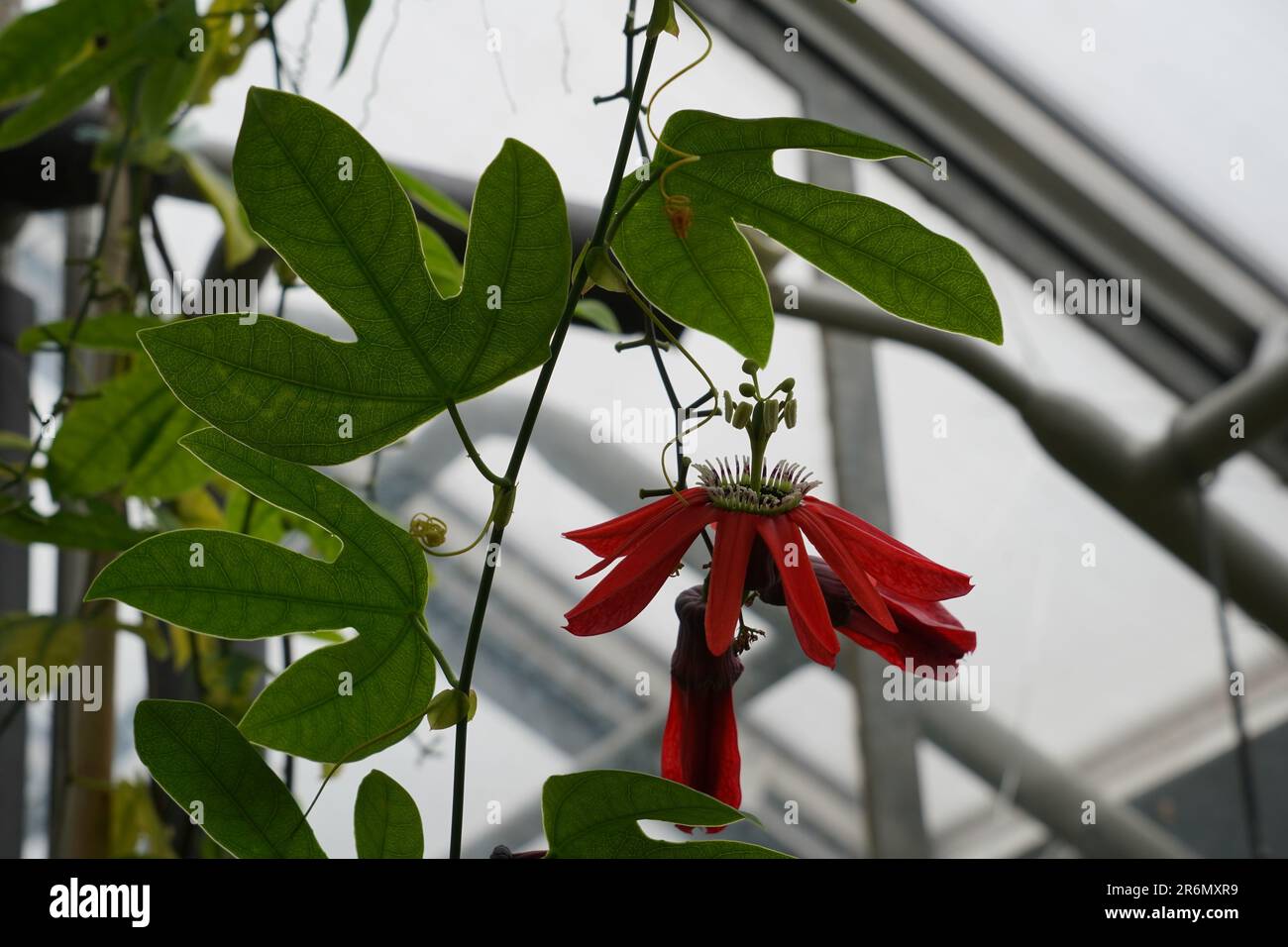 Passiflora racemosa est une fleur de passion rouge capturée dans un jardin botanique. Banque D'Images