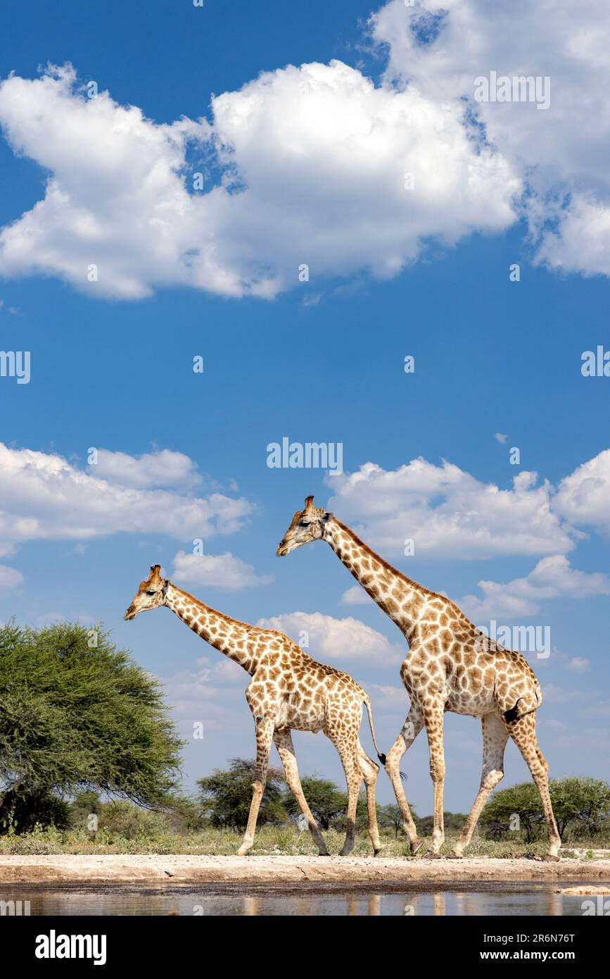 Girafe à Onkolo Hide, Onguma Game Reserve, Namibie, Afrique Banque D'Images