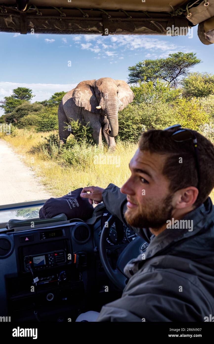 Route de passage de l'éléphant d'Afrique (Loxodonta africana) devant le véhicule de safari - Réserve de gibier d'Onguma, Namibie, Afrique Banque D'Images