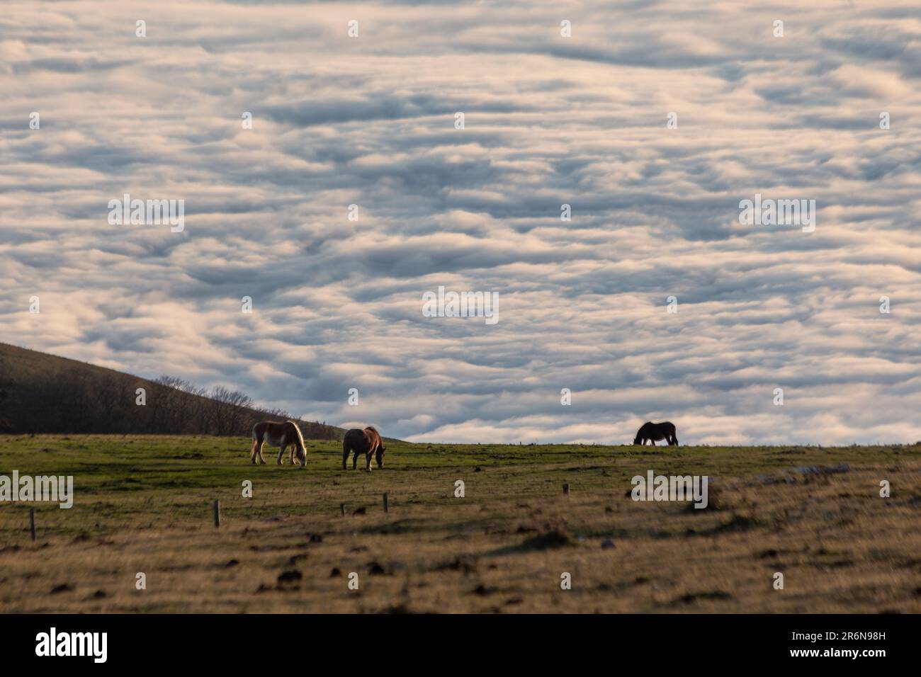Des chevaux se pastant sur une montagne, au-dessus d'une mer de brouillard au coucher du soleil Banque D'Images
