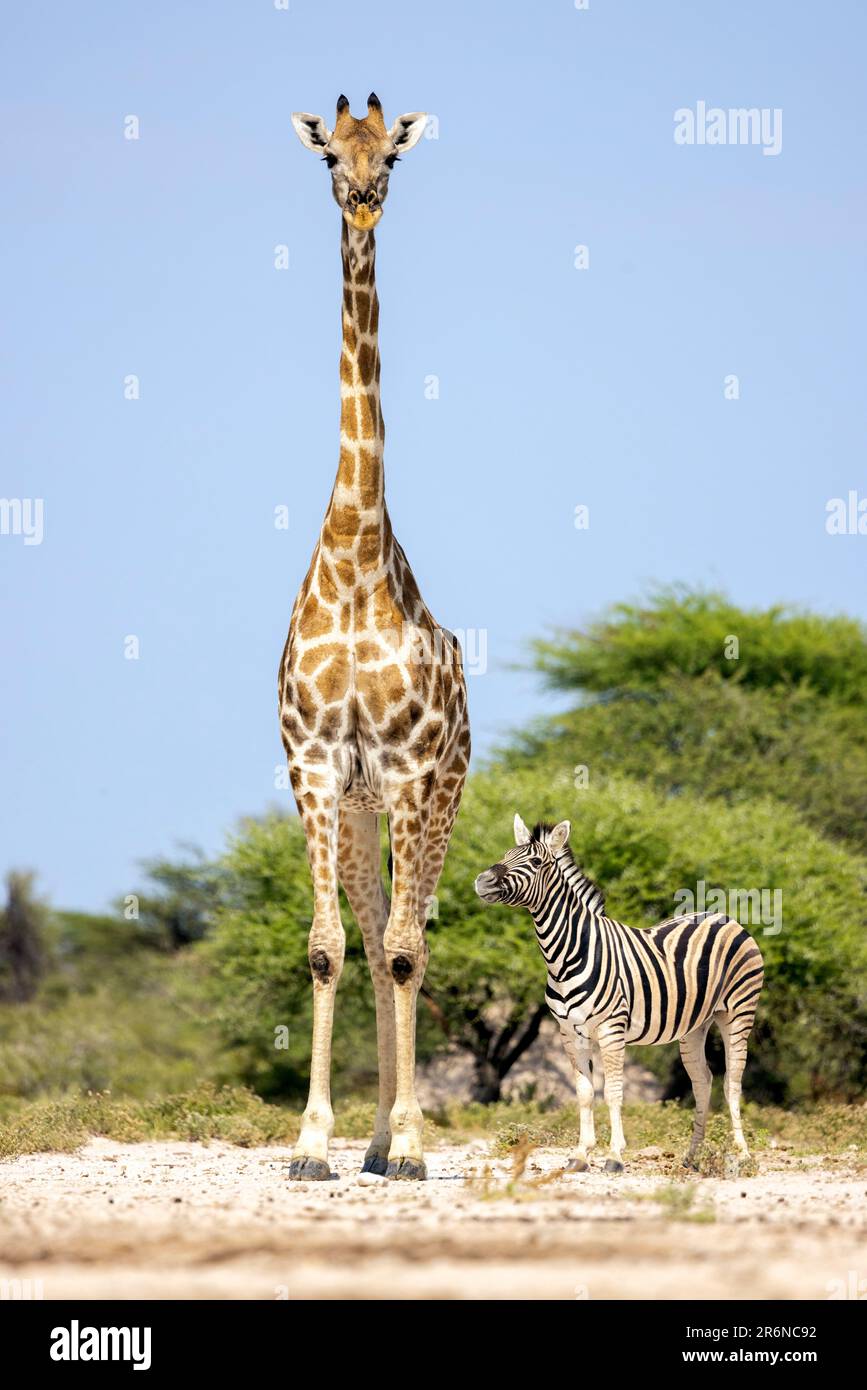 Girafe et zèbre imposants le trou d'eau - Onkolo Hide, Onguma Game Reserve, Namibie, Afrique Banque D'Images