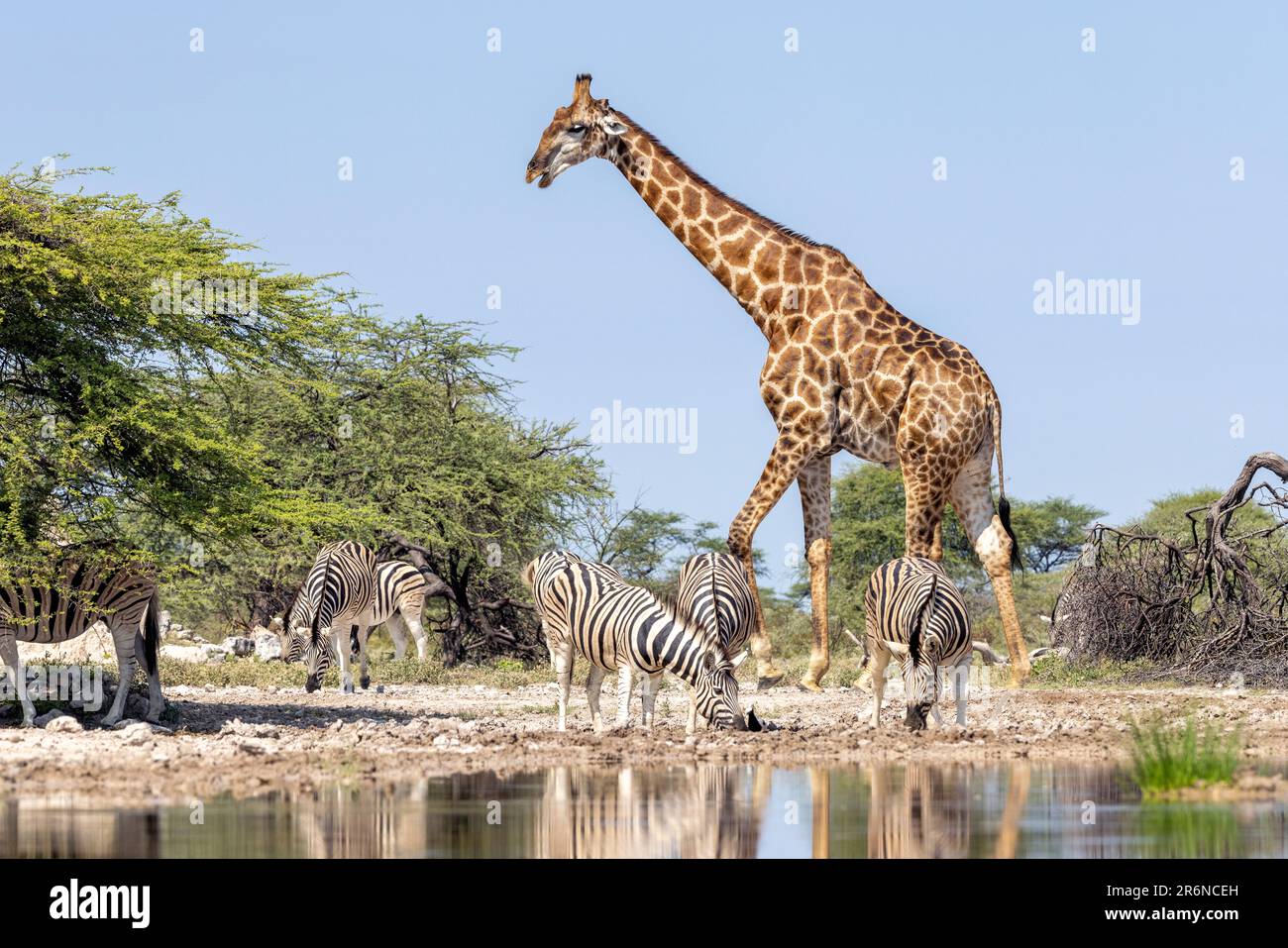 Girafe et zèbre imposants le trou d'eau - Onkolo Hide, Onguma Game Reserve, Namibie, Afrique Banque D'Images