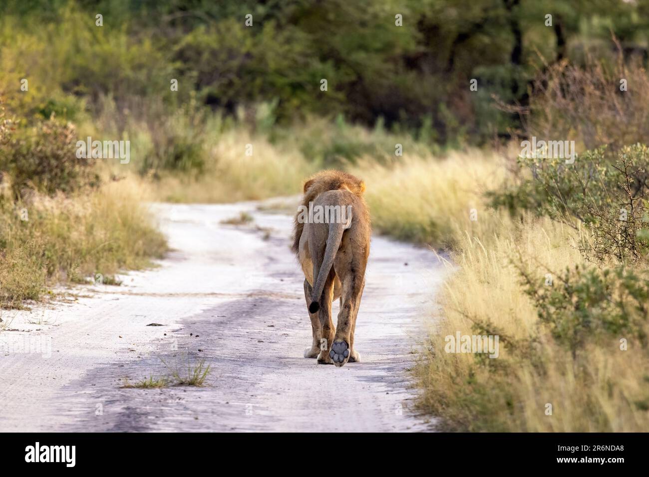 Lion mâle (Panthera leo) marchant sur la route - Onguma Game Reserve, Namibie, Afrique Banque D'Images