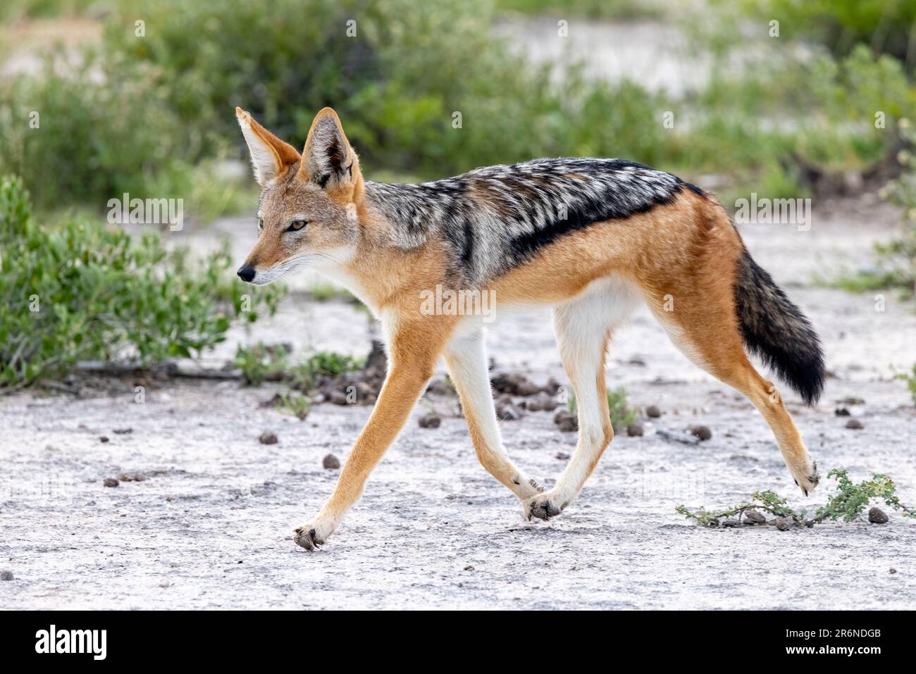 Jackal à dos noir (Canis mesomelas) - Onguma Game Reserve, Namibie, Afrique Banque D'Images