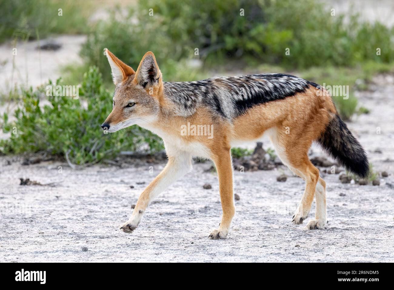 Jackal à dos noir (Canis mesomelas) - Onguma Game Reserve, Namibie, Afrique Banque D'Images
