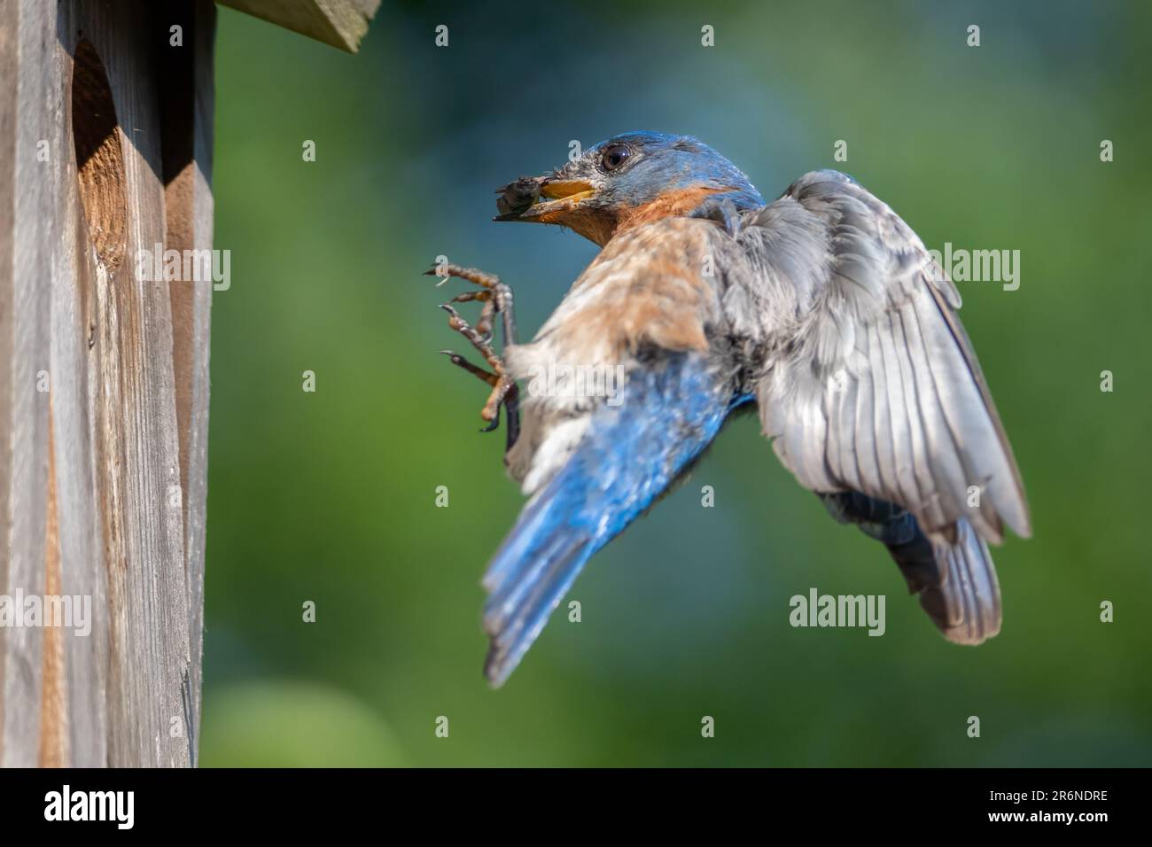 Un bluebird de l'est aligne sa tête de façon pécieuse pour livrer le coléoptère aux oisillons. Banque D'Images