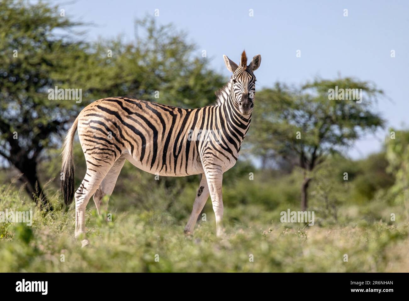 Zèbre des plaines (Equus quagga, anciennement Equus burchellii) - Onkolo Hide, Onguma Game Reserve, Namibie, Afrique Banque D'Images