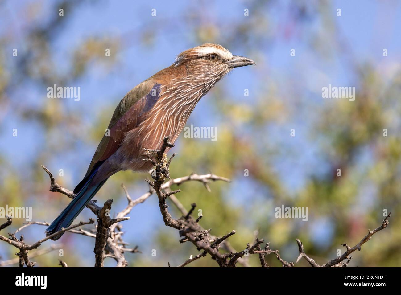 Rouleau violet (Coracias naevius) - Onguma Game Reserve, Namibie, Afrique Banque D'Images