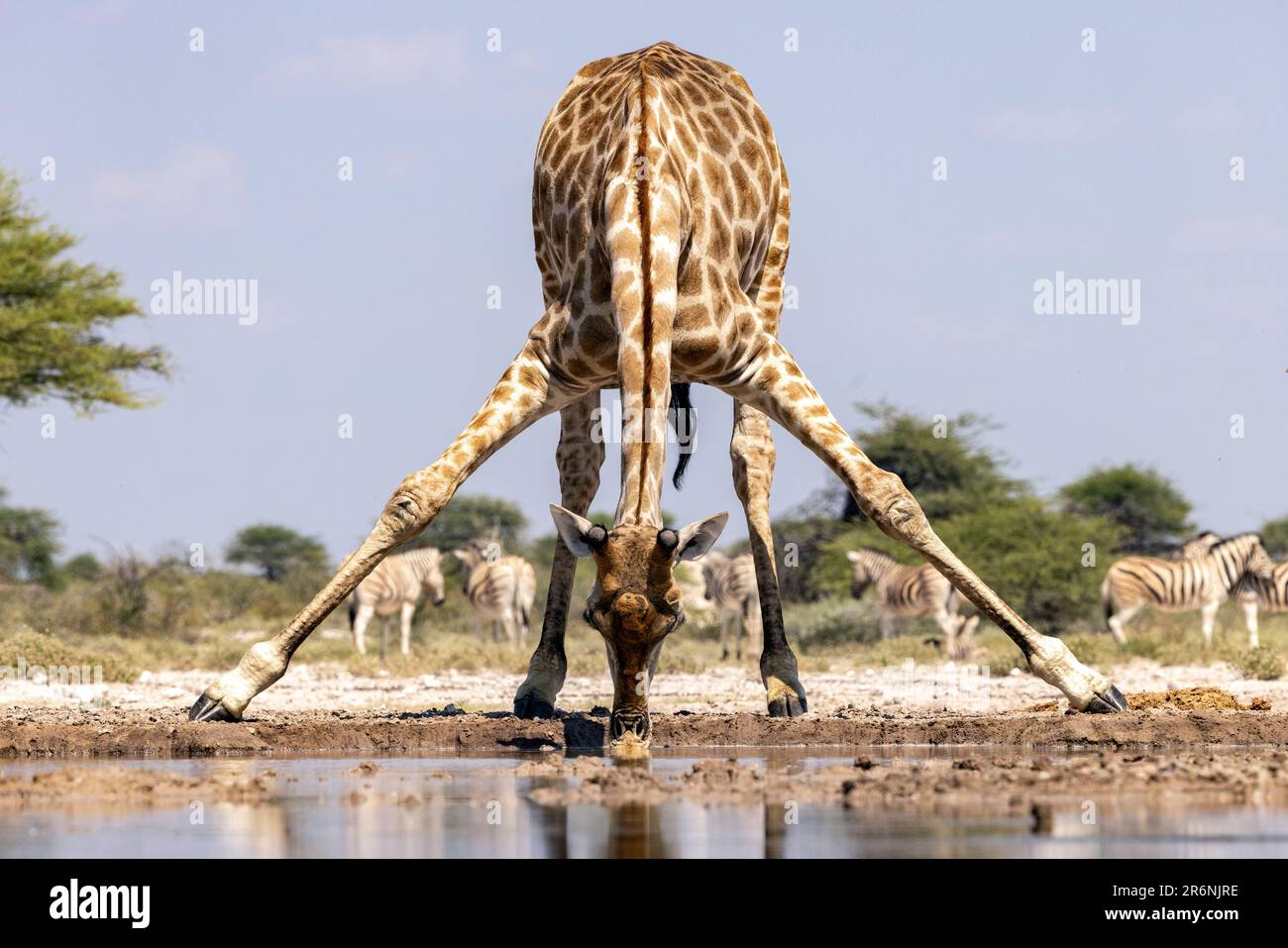 Girafe buvant au trou d'eau - Onkolo Hide, Onguma Game Reserve, Namibie, Afrique Banque D'Images