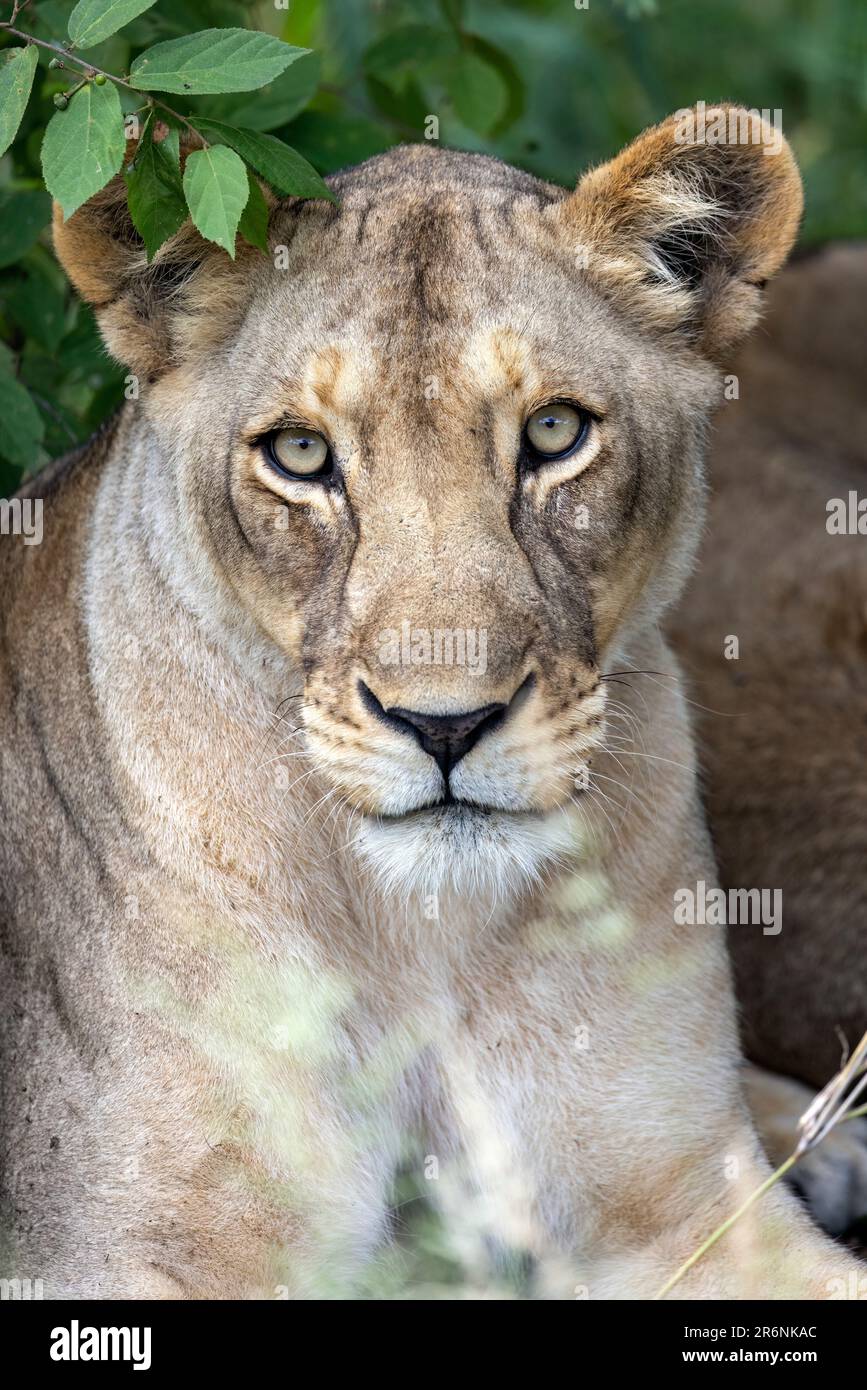 Gros plan du lion féminin (Panthera leo) - Onguma Game Reserve, Namibie, Afrique Banque D'Images