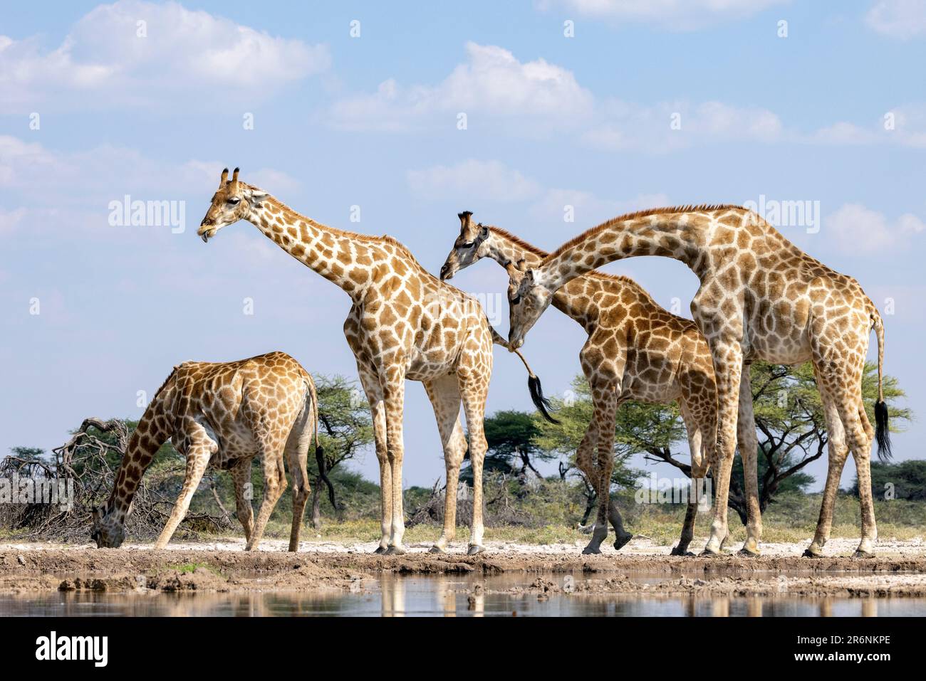 Girafe mâle sniffing femelle en prélude à la cour - Onkolo Hide, Onguma Game Reserve, Namibie, Afrique Banque D'Images