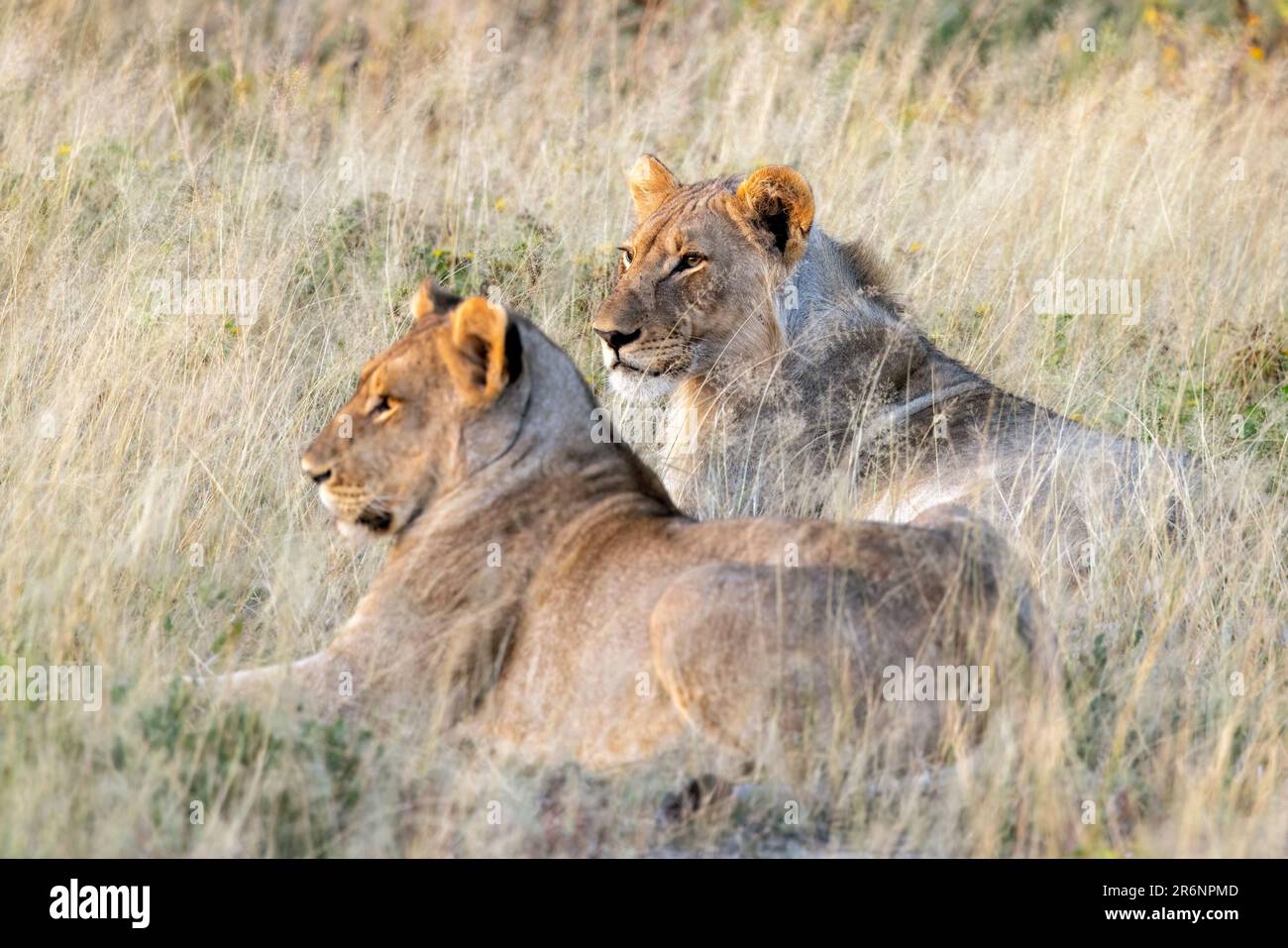 Jeune lion (Panthera leo) - Onguma Game Reserve, Namibie, Afrique Banque D'Images