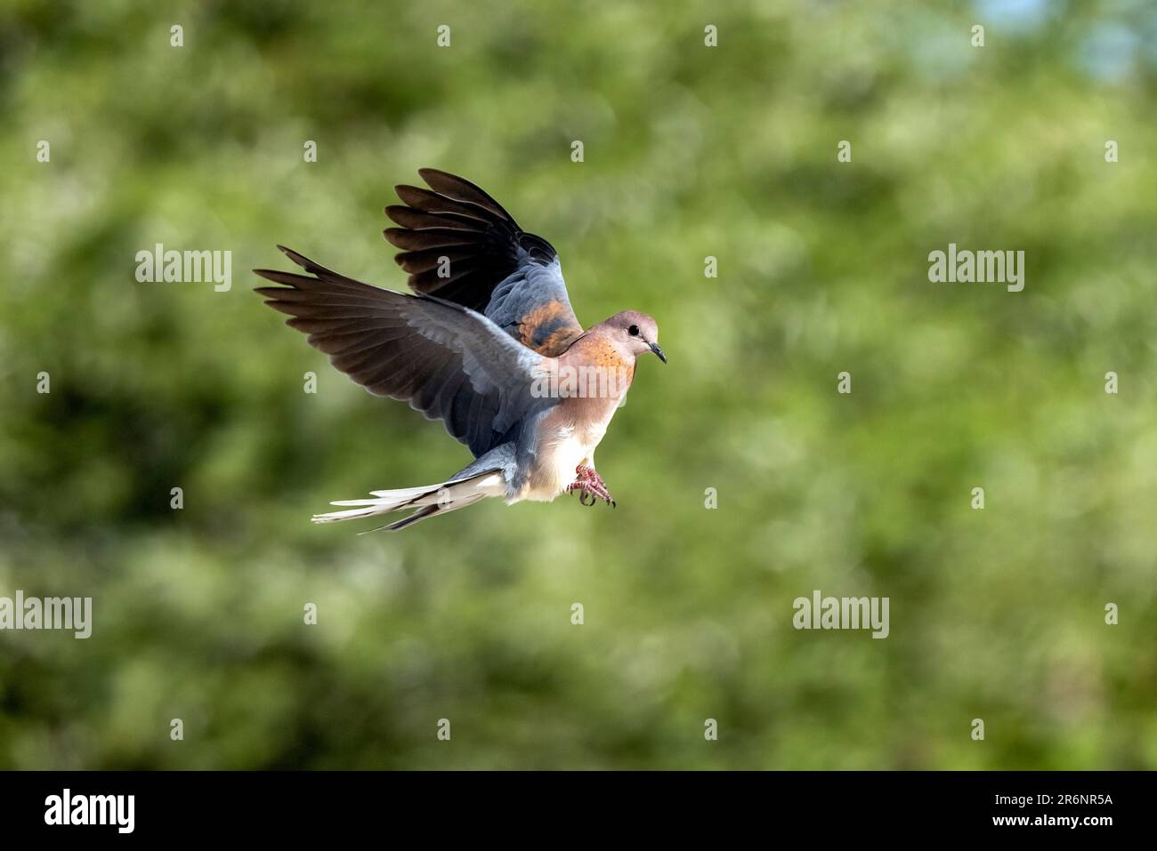 La colombe rieuse (Spilopelia senegalensis) en vol - Onkolo Hide, Onguma Game Reserve, Namibie, Afrique Banque D'Images