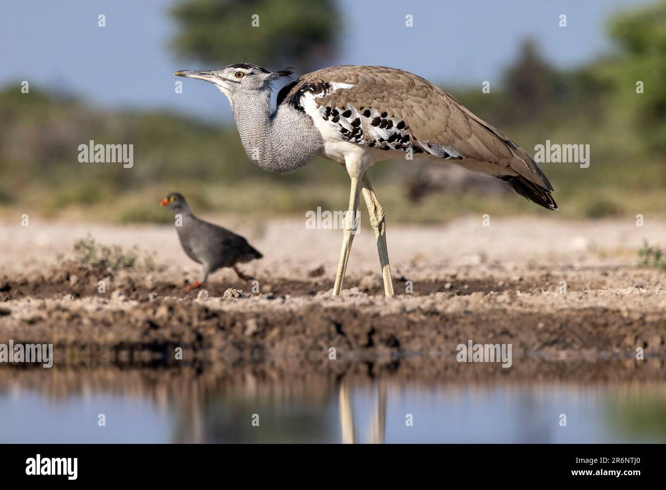 Kori outarde (Ardeotis kori) avec le surpieu à bec rouge (Pternistis adspersus) en arrière-plan - Onkolo Hide, Onguma Game Reserve, Namibie, Afrique Banque D'Images