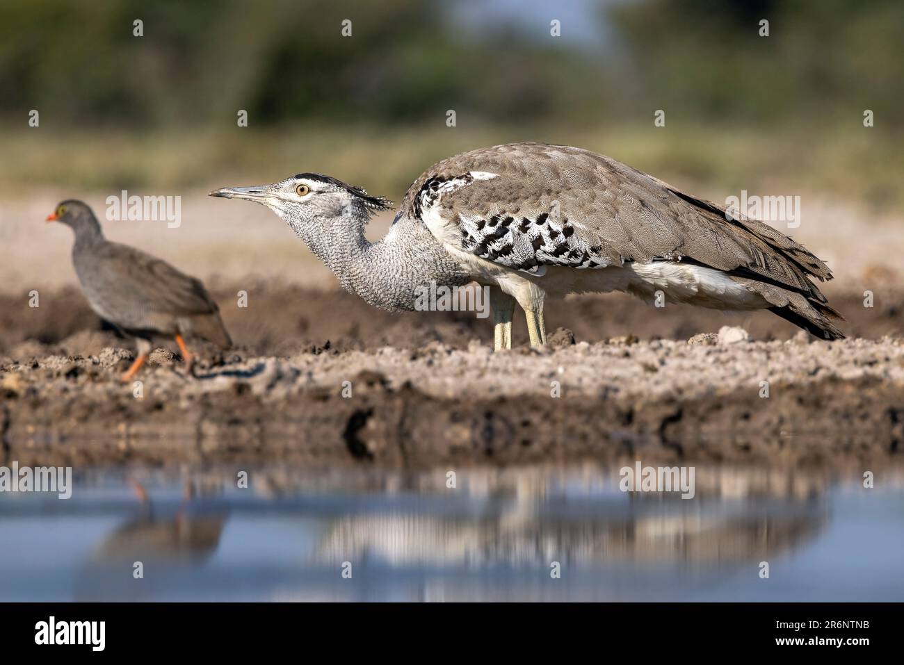Kori outarde (Ardeotis kori) avec le surpieu à bec rouge (Pternistis adspersus) en arrière-plan - Onkolo Hide, Onguma Game Reserve, Namibie, Afrique Banque D'Images
