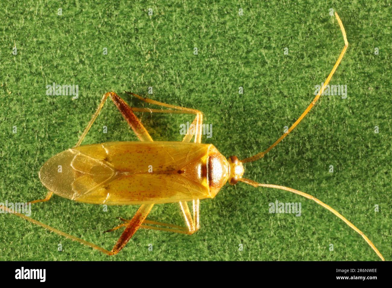 Gros plan dorsal de l'insecte végétal isolé (Creontiades), Australie méridionale Banque D'Images