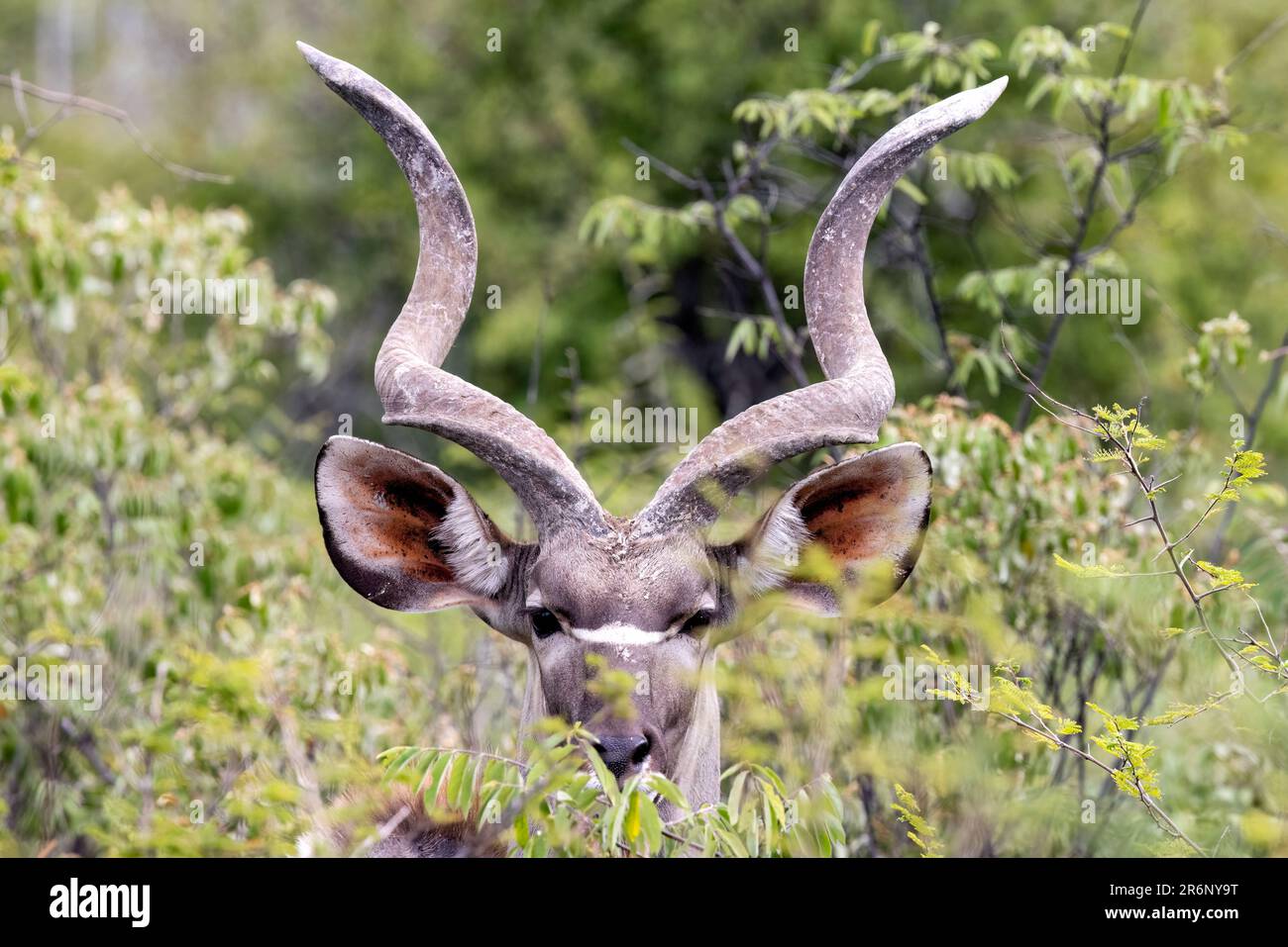 Grand kudu mâle (Tragelaphus strepsiceros) - Onguma Game Reserve, Namibie, Afrique Banque D'Images