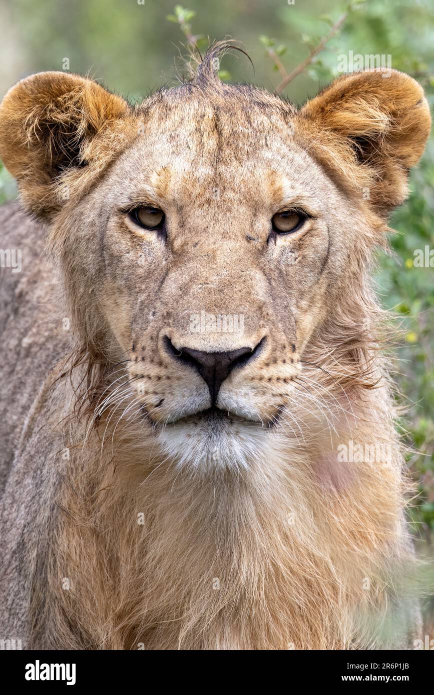 Jeune lion mâle (Panthera leo) - Onguma Game Reserve, Namibie, Afrique Banque D'Images