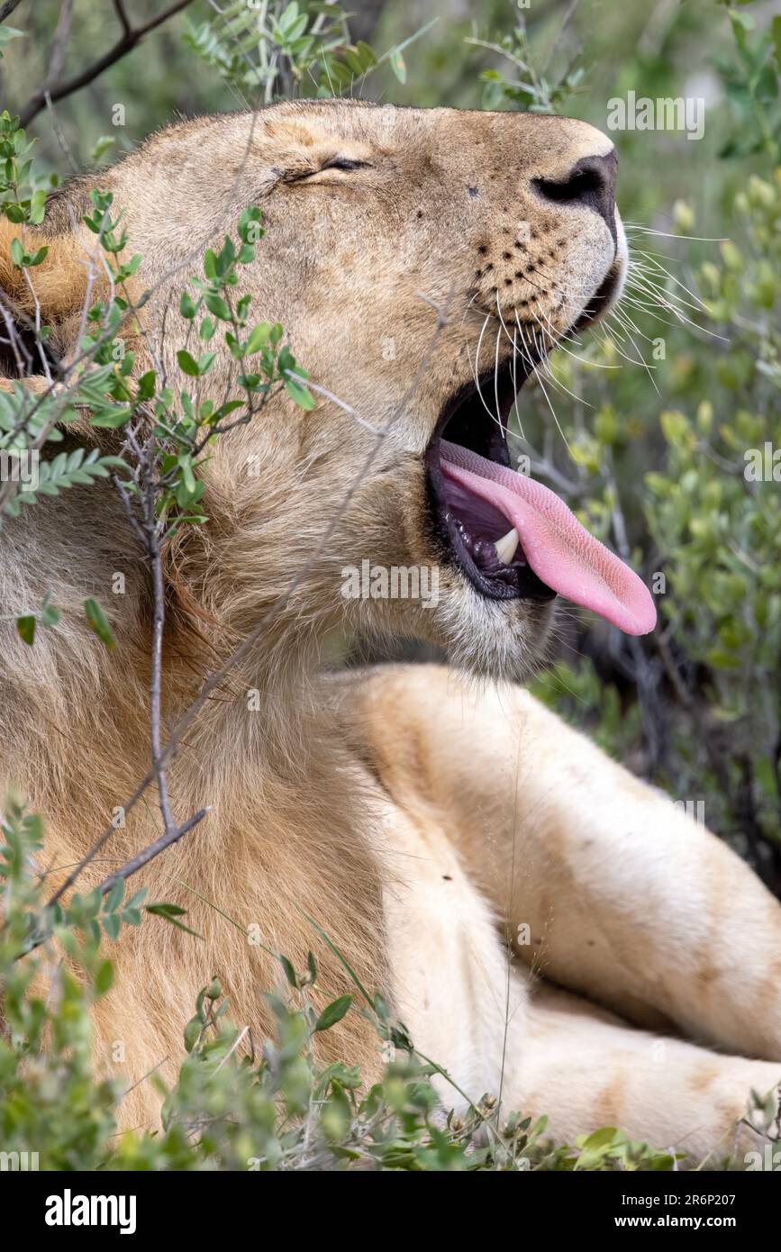Jeune homme lion (Panthera leo) bâillements - Onguma Game Reserve, Namibie, Afrique Banque D'Images