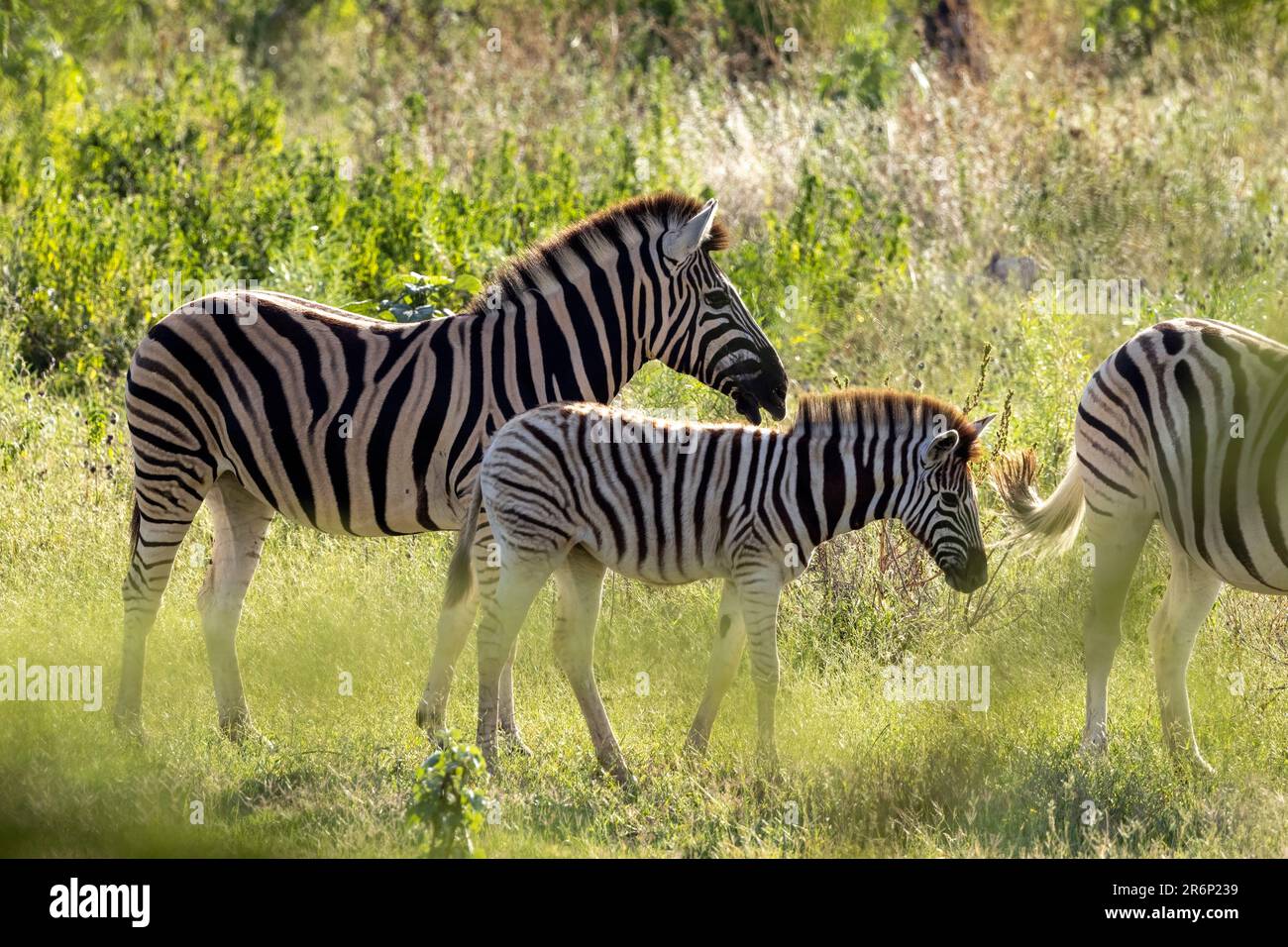 Zébra de plaines de mère et de foal (Equus quagga, anciennement Equus burchellii) - Onguma Game Reserve, Namibie, Afrique Banque D'Images