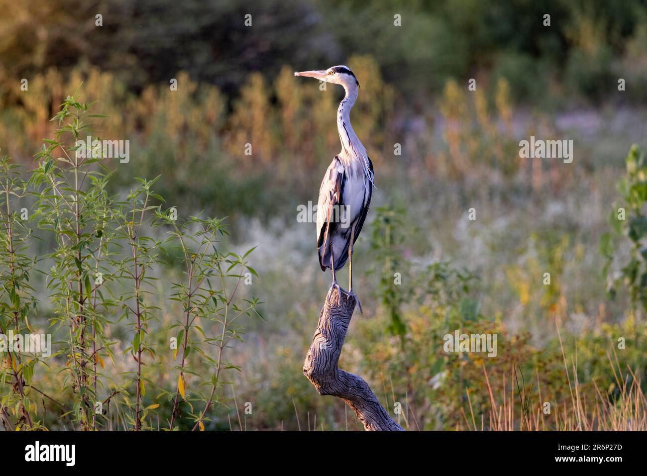 Héron gris (Ardea cinerea) - Camp Bush, réserve de gibier d'Onguma, Namibie, Afrique Banque D'Images