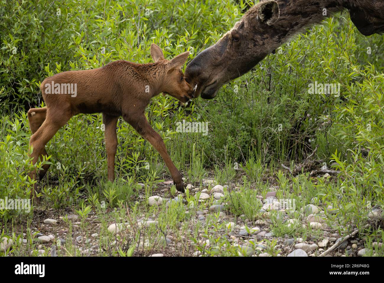 Moose veau, parc national de Grand Teton Banque D'Images Moose veau, parc national de Grand Teton Banque D'Images