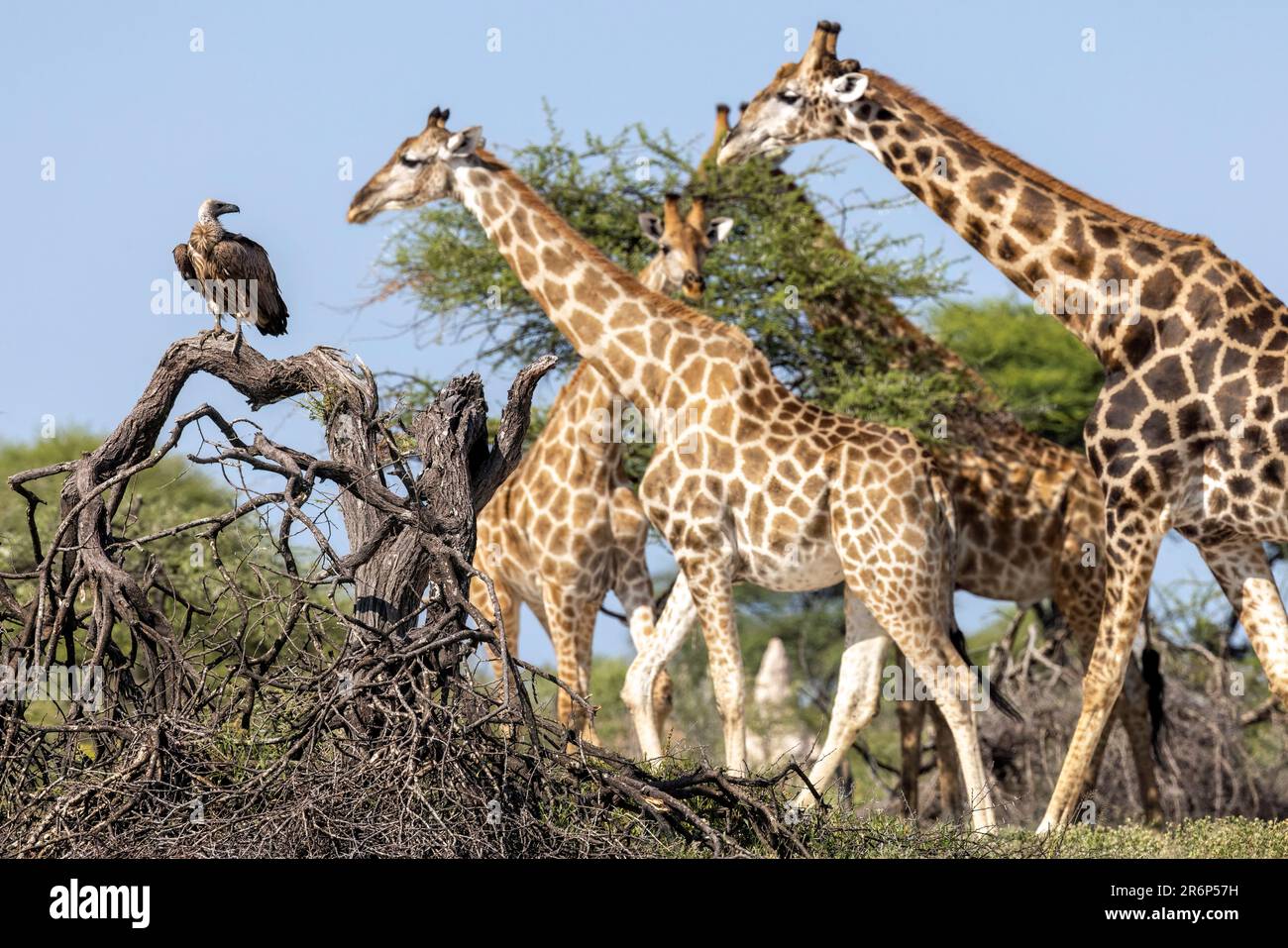 Vautour à dos blanc (Gyps africanus) regardant le groupe de girafe à pied - Onkolo Hide, Onguma Game Reserve, Namibie, Afrique Banque D'Images