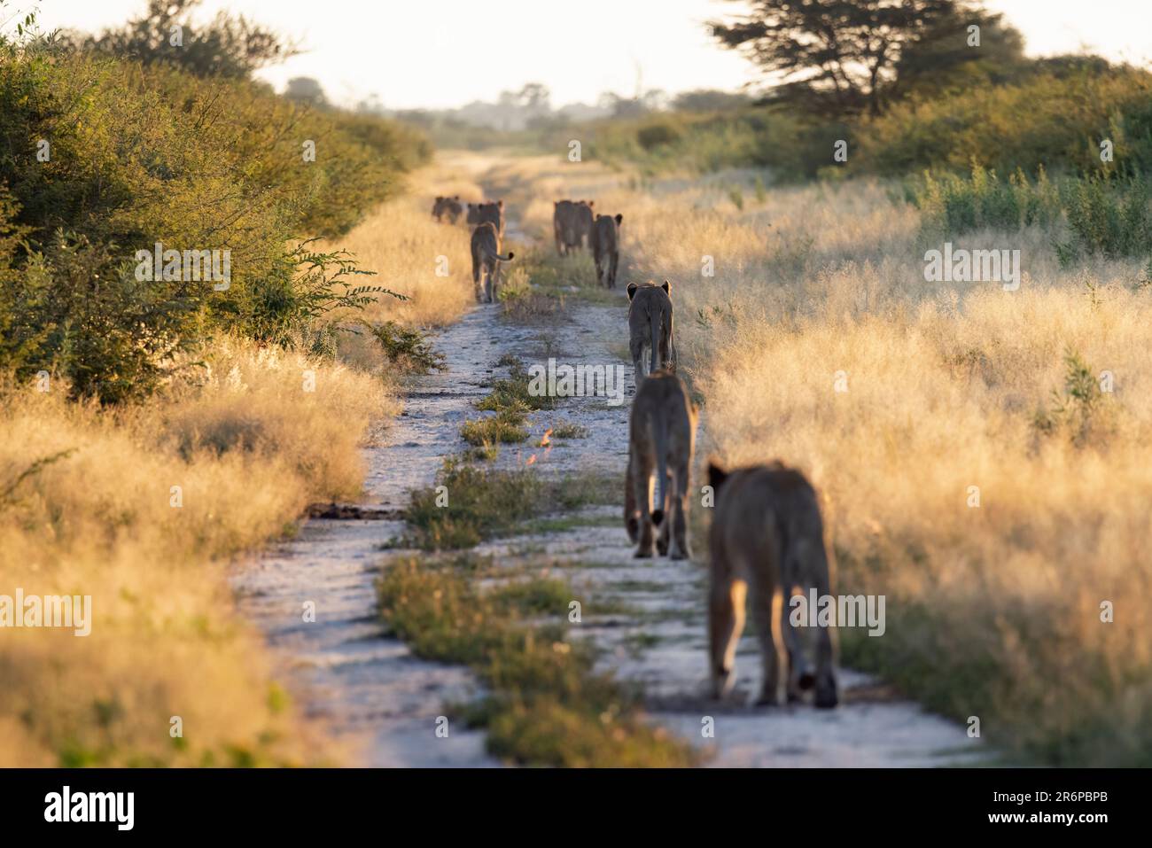 Fierté des lions (Panthera leo) marchant sur la route à Onguma Game Reserve, Namibie, Afrique Banque D'Images