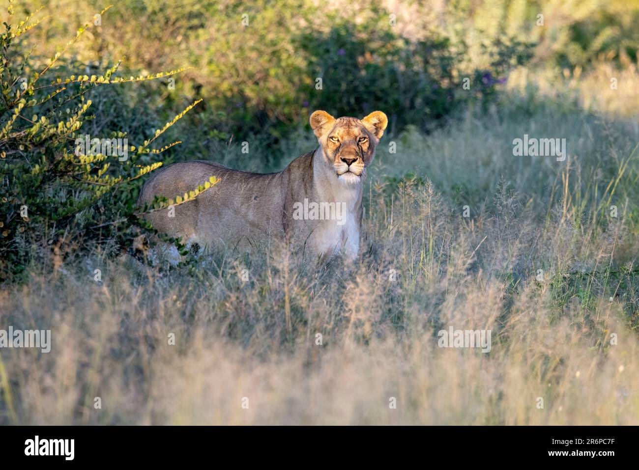 Lion (Panthera leo) - Onguma Game Reserve, Namibie, Afrique Banque D'Images