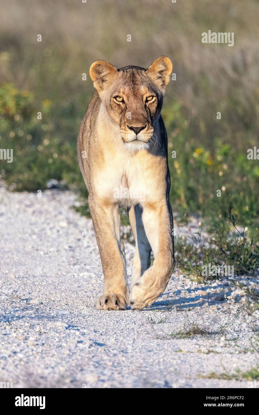 Lion (Panthera leo) marchant sur la route - Onguma Game Reserve, Namibie, Afrique Banque D'Images