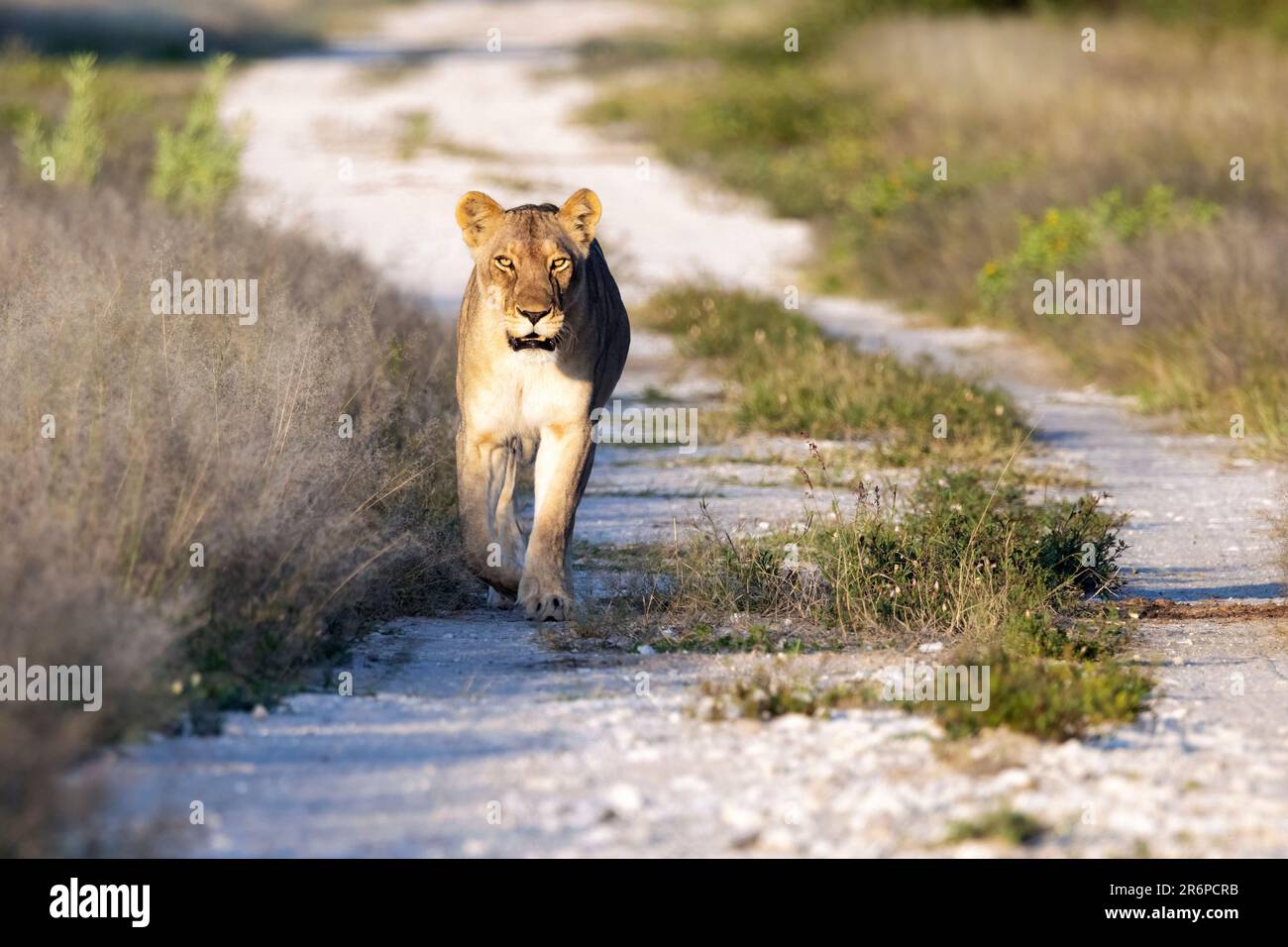 Lion (Panthera leo) marchant sur la route - Onguma Game Reserve, Namibie, Afrique Banque D'Images