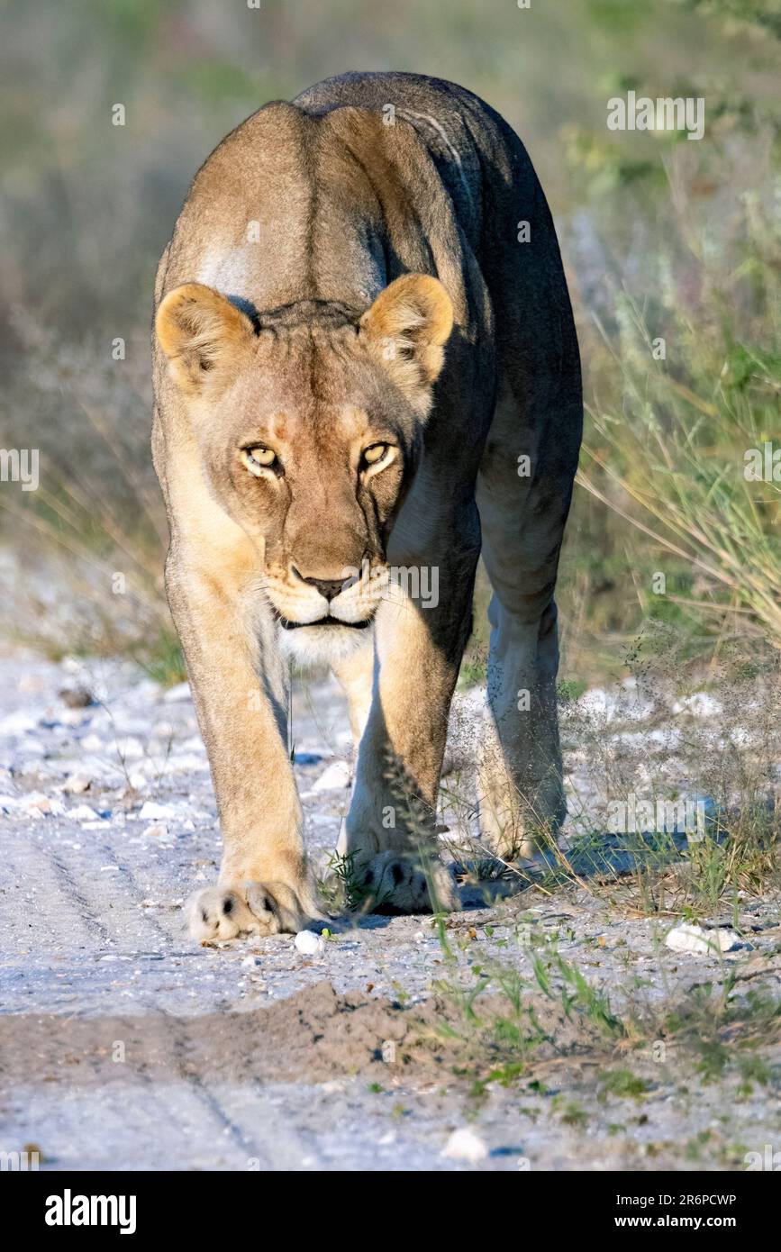 Lioness (Panthera leo) marchant sur le chemin avec la réserve de gibier d'Onguma intense, Namibie, Afrique Banque D'Images