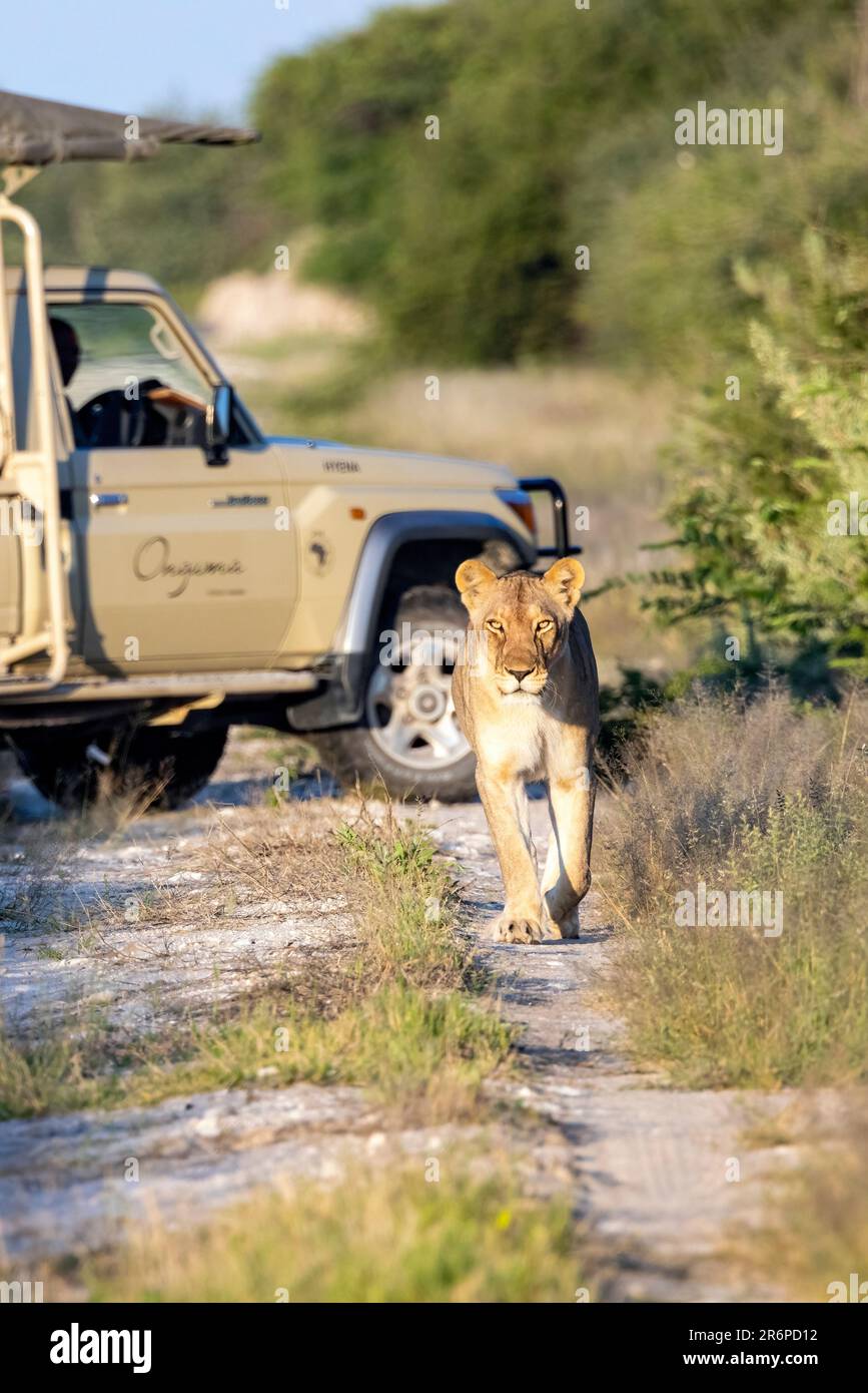 Lioness (Panthera leo) marchant sur le chemin avec véhicule de safari en arrière-plan - Onguma Game Reserve, Namibie, Afrique Banque D'Images