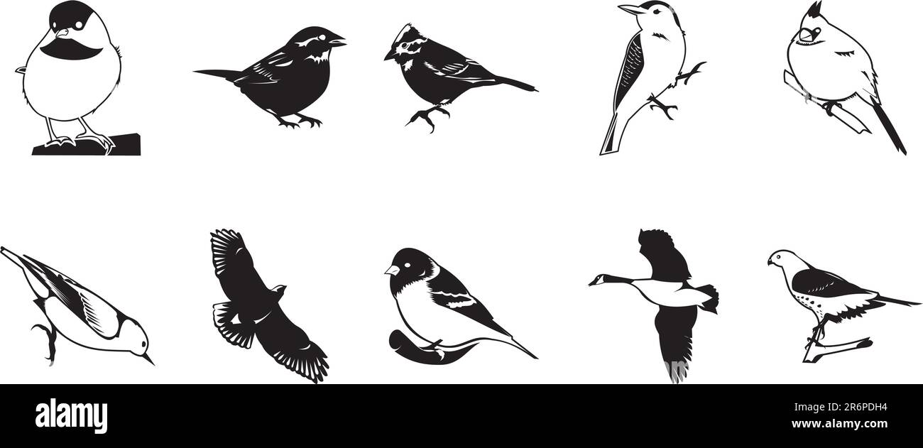 Oiseaux divers, ensemble de clipart vecteur Illustration de Vecteur Oiseaux divers, ensemble de clipart vecteur Illustration de Vecteur