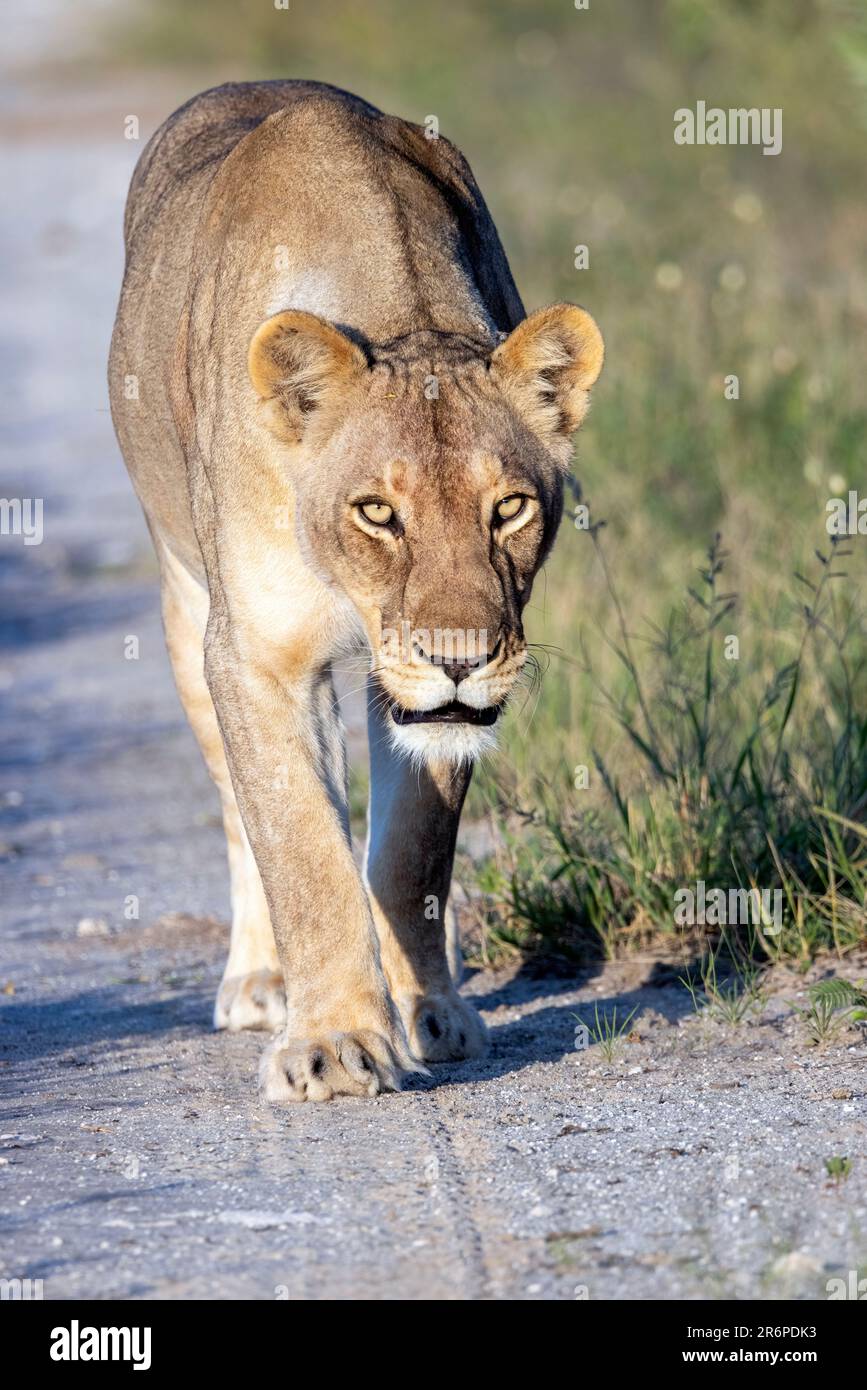 Lioness (Panthera leo) marchant sur le chemin avec la réserve de gibier d'Onguma intense, Namibie, Afrique Banque D'Images