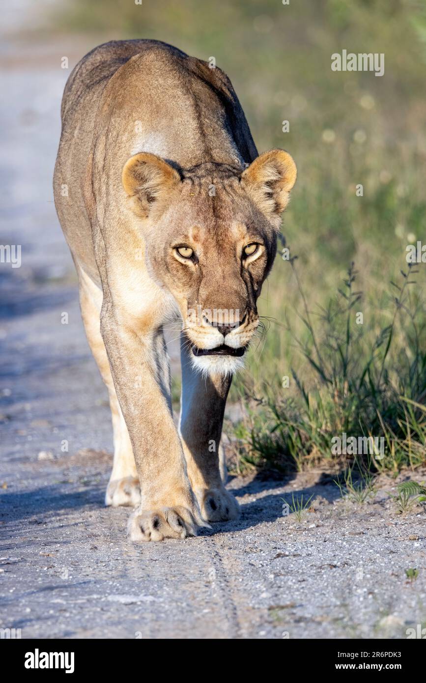 Lioness (Panthera leo) marchant sur le chemin avec la réserve de gibier d'Onguma intense, Namibie, Afrique Banque D'Images Lioness (Panthera leo) marchant sur le chemin avec la réserve de gibier d'Onguma intense, Namibie, Afrique Banque D'Images