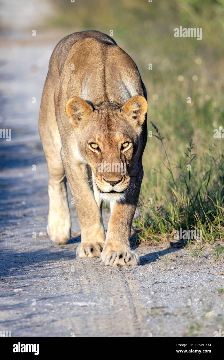 Lioness (Panthera leo) marchant sur le chemin avec la réserve de gibier d'Onguma intense, Namibie, Afrique Banque D'Images