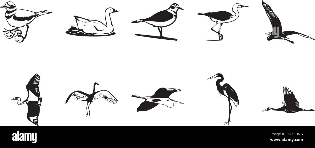 Oiseaux divers, ensemble de clipart vecteur Illustration de Vecteur Oiseaux divers, ensemble de clipart vecteur Illustration de Vecteur