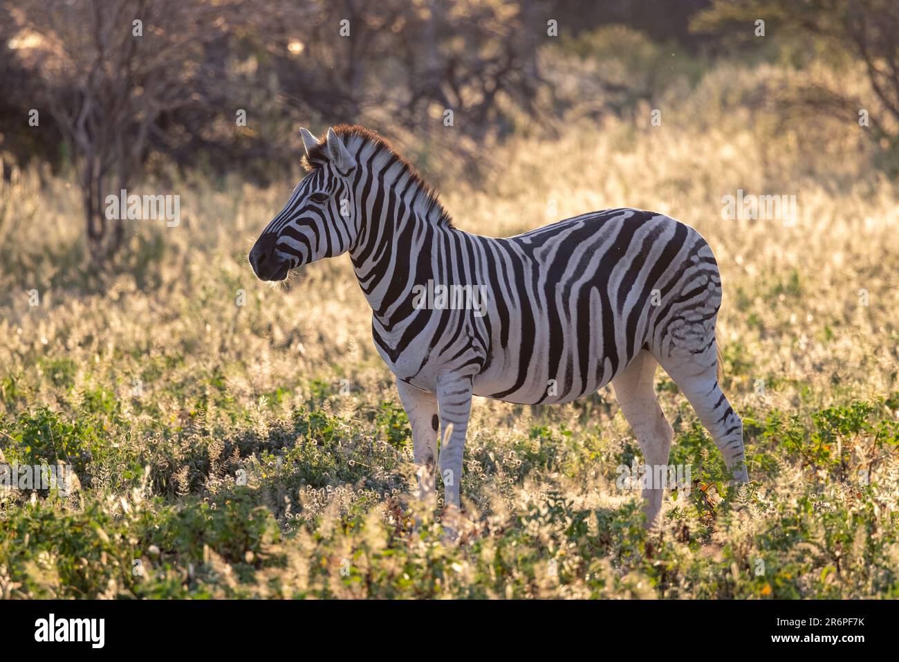 Zèbre de plaines rétro-éclairé (Equus quagga, anciennement Equus burchellii) en lumière précoce - Onguma Game Reserve, Namibie, Afrique Banque D'Images