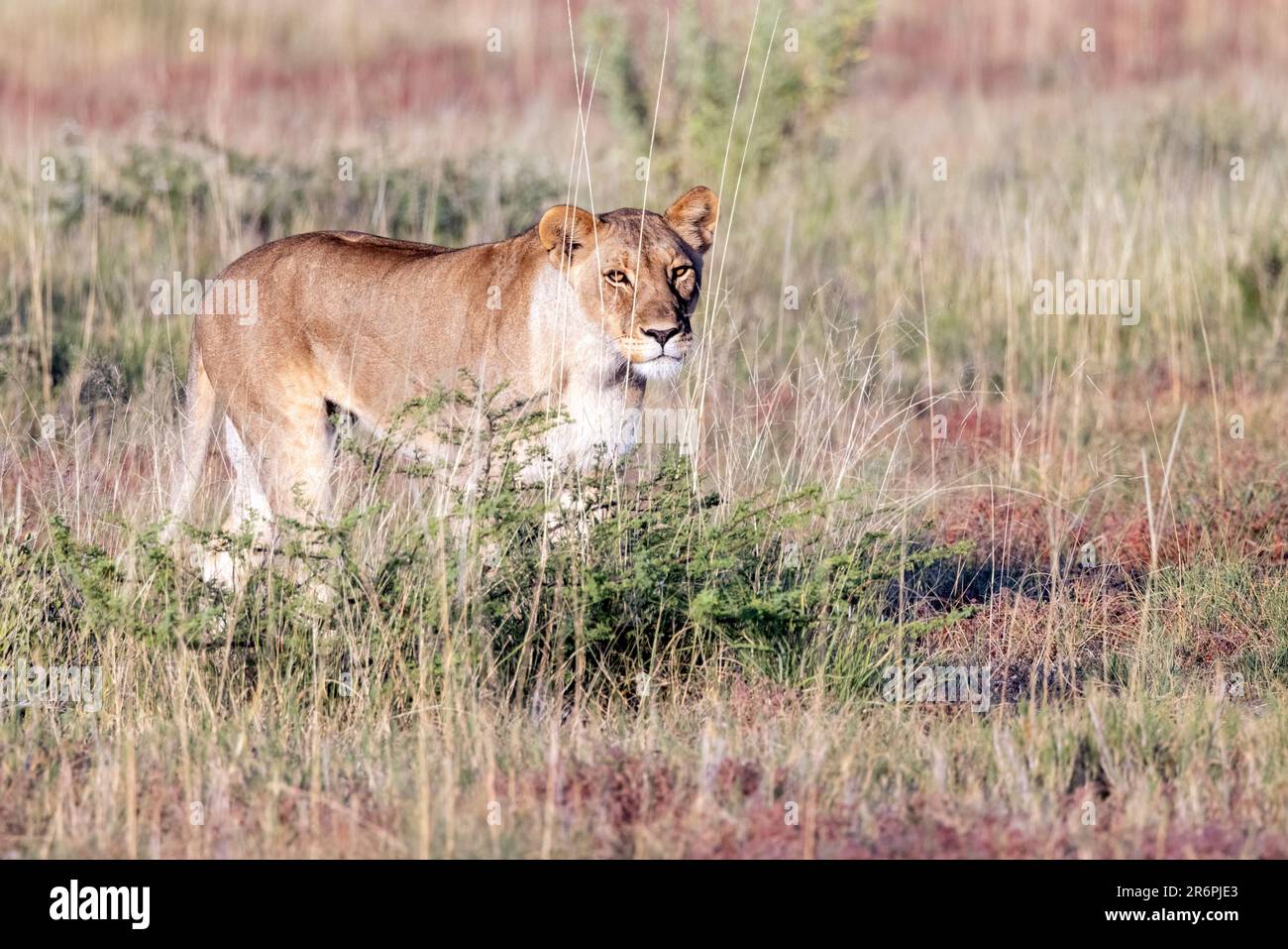 Lioness (Panthera leo) marche - Onguma Game Reserve, Namibie, Afrique Banque D'Images