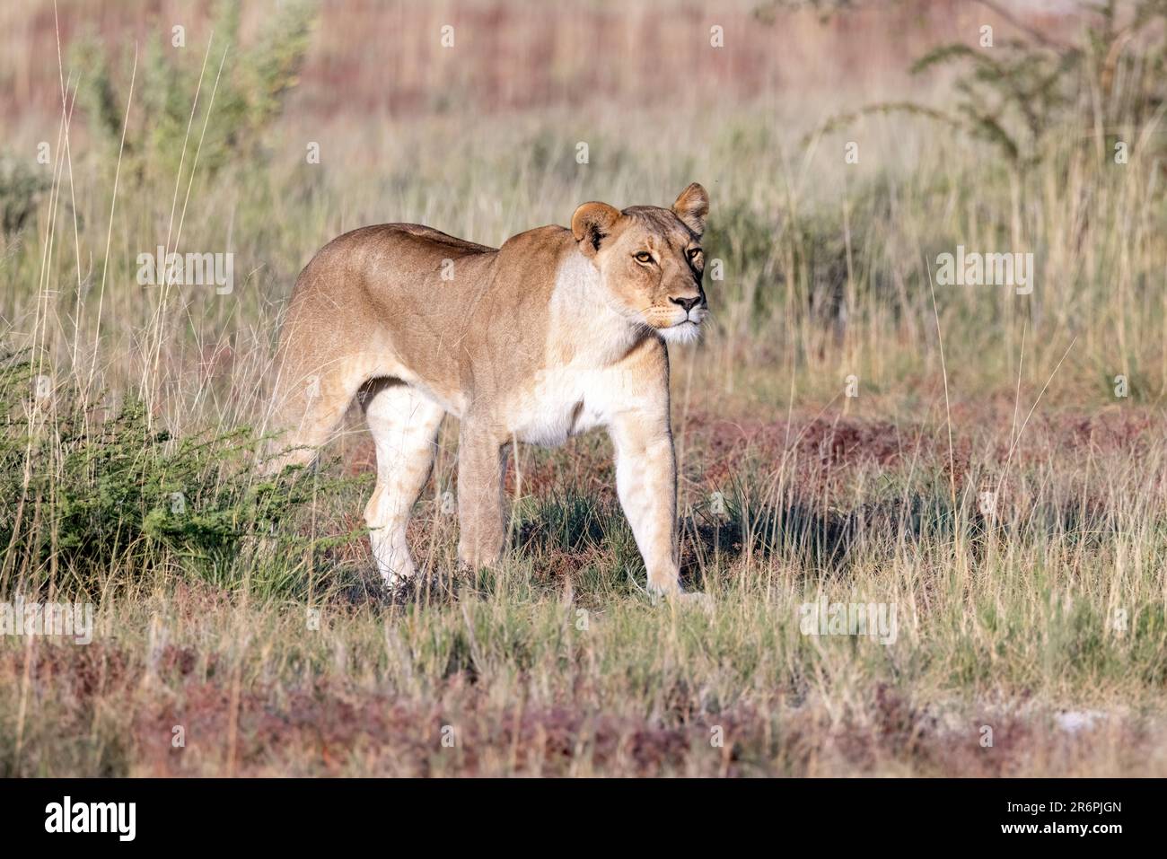 Lioness (Panthera leo) marche - Onguma Game Reserve, Namibie, Afrique Banque D'Images