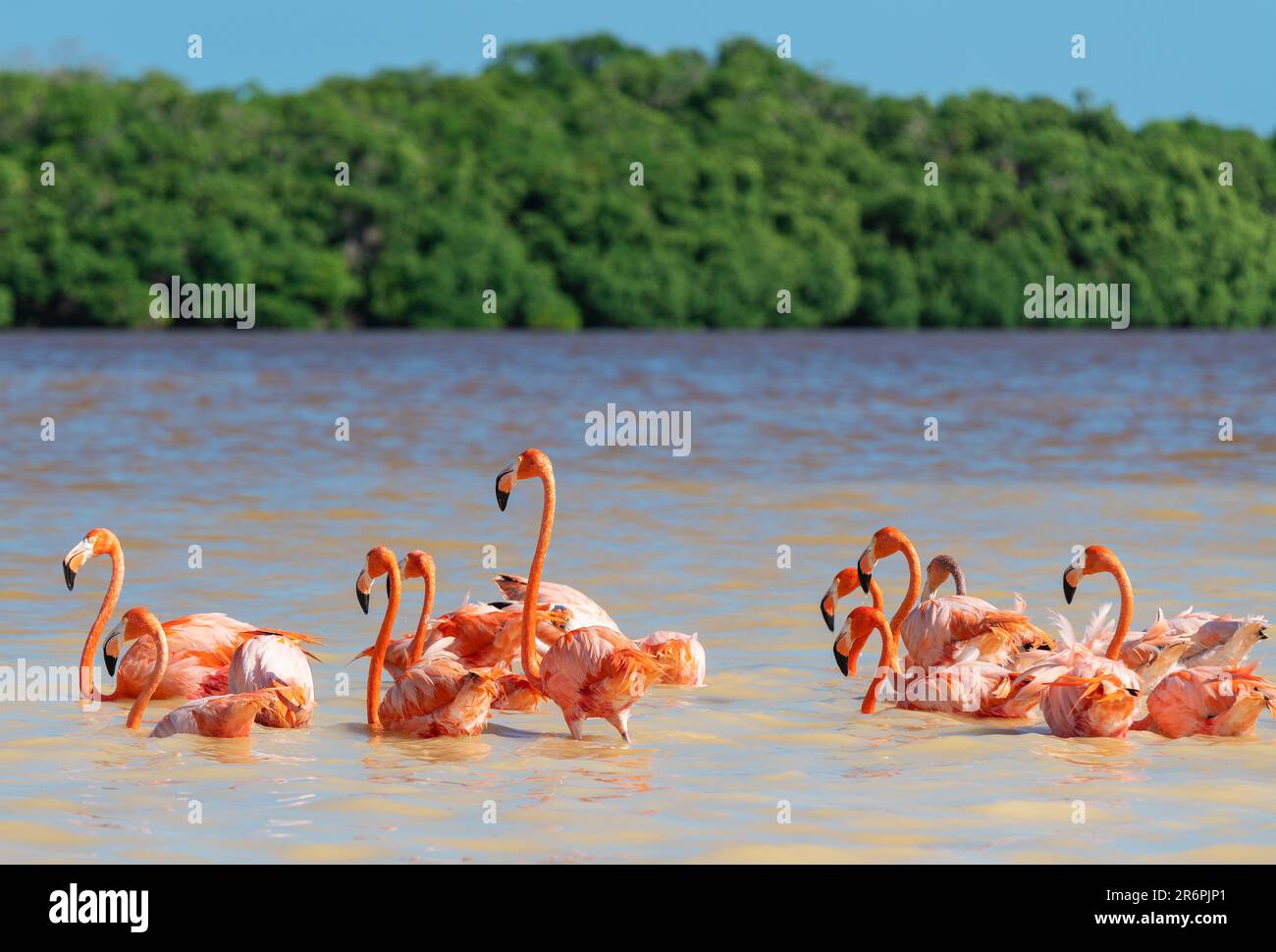 Flamingo américain (Phoenicopterus ruber), Réserve de biosphère de Ria Celestun, Yucatan, Mexique. Banque D'Images